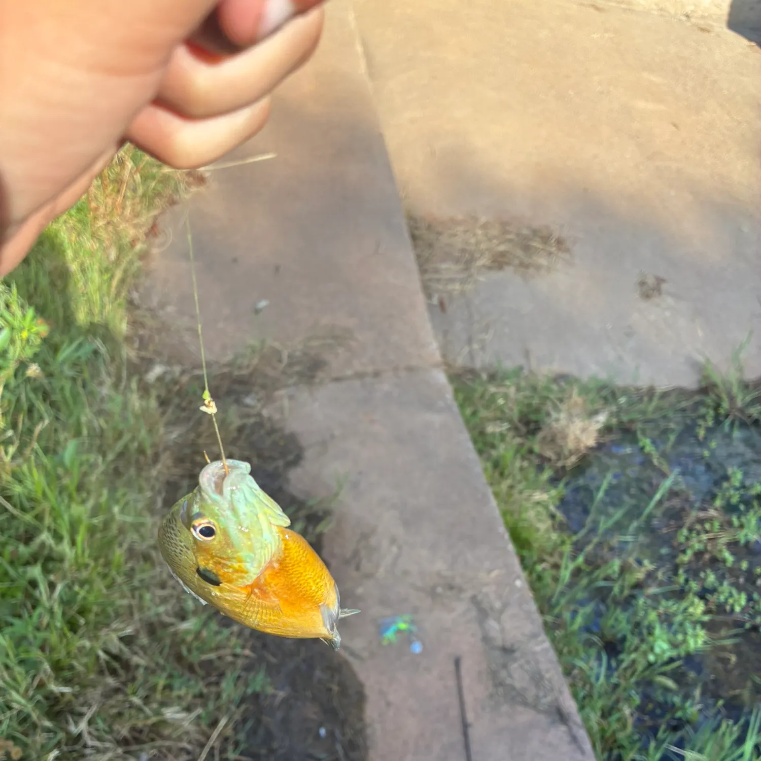 catch