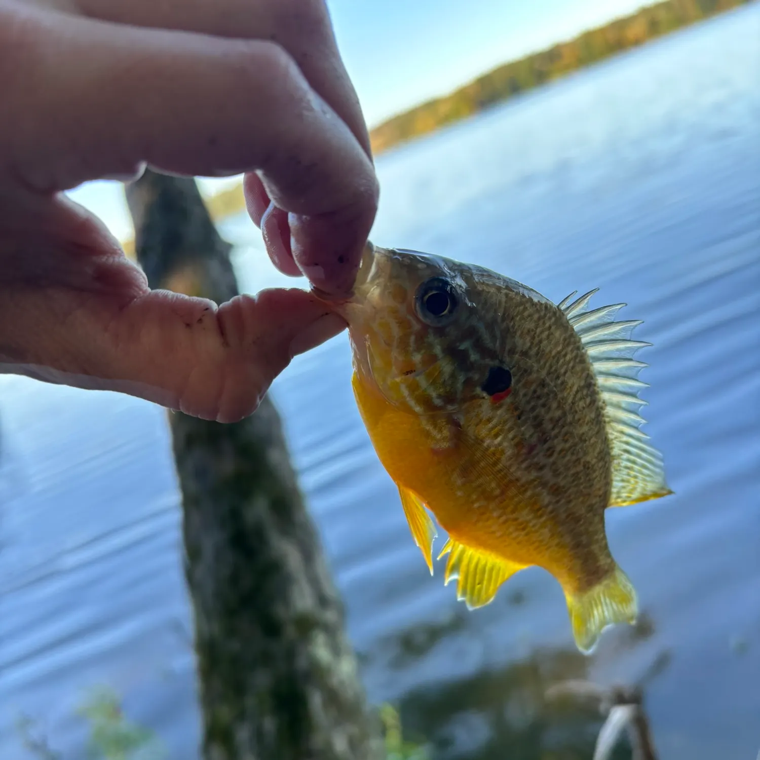 Pumpkinseed caught on Fishbrain