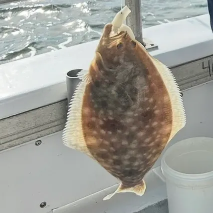 Southern flounder caught on Fishbrain