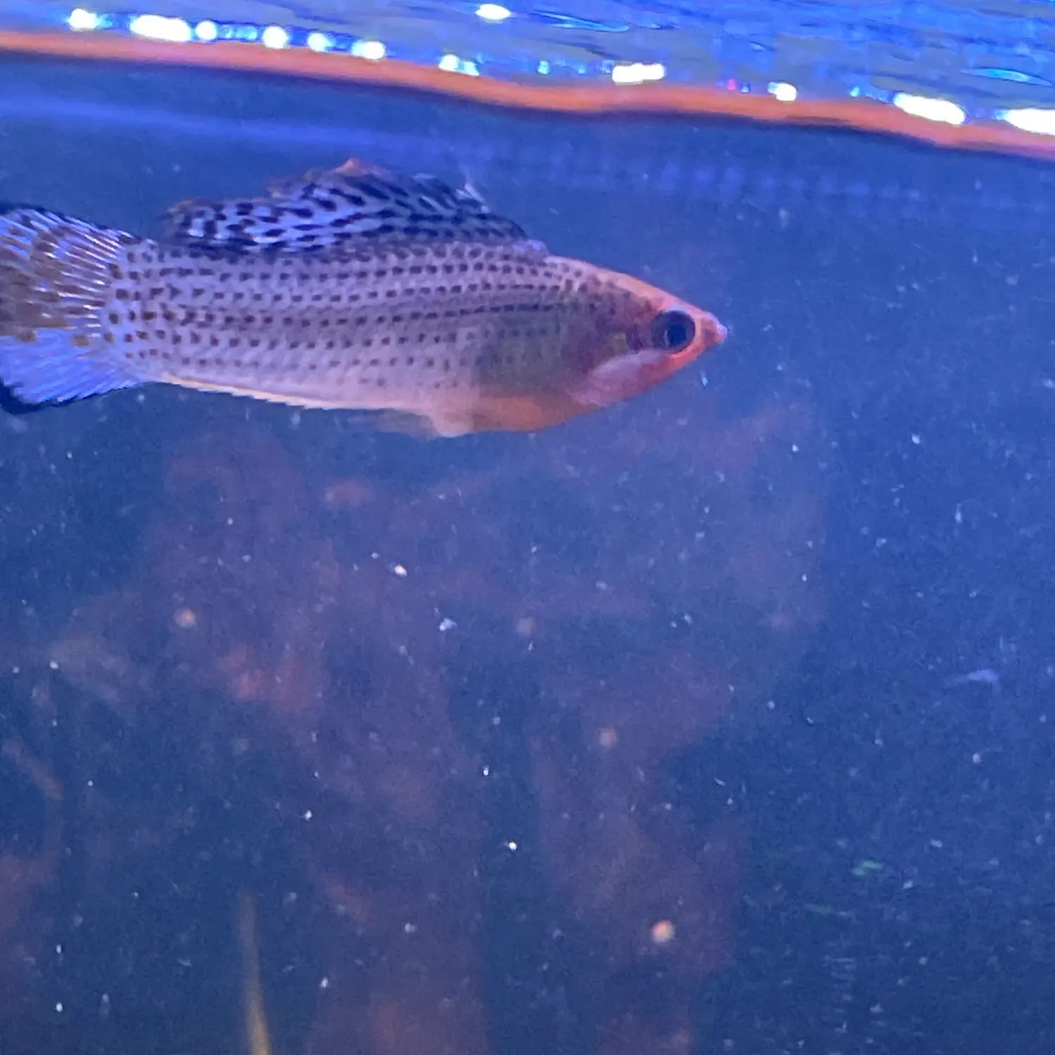 The most recent Sailfin Molly catches on Fishbrain