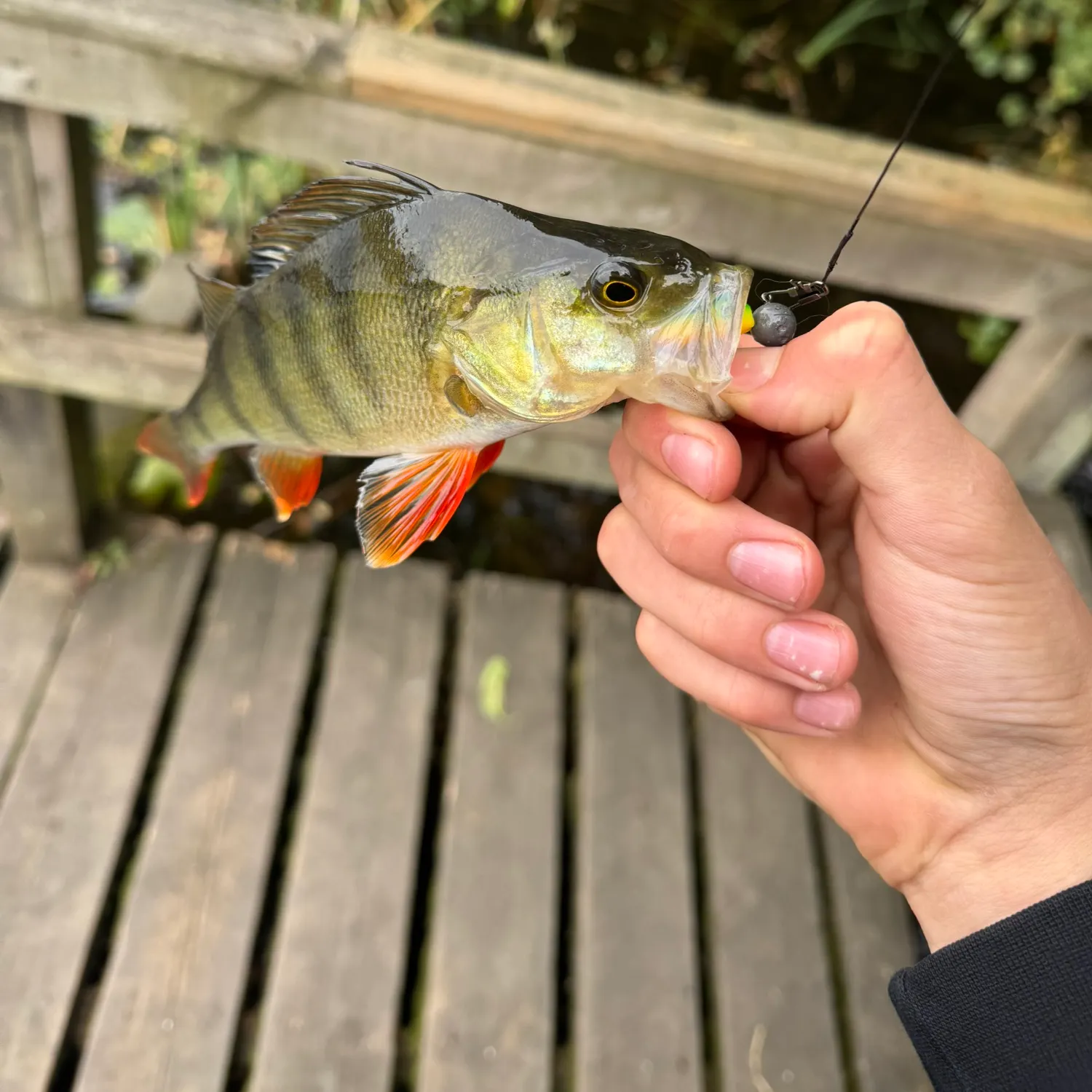 European perch caught on Fishbrain