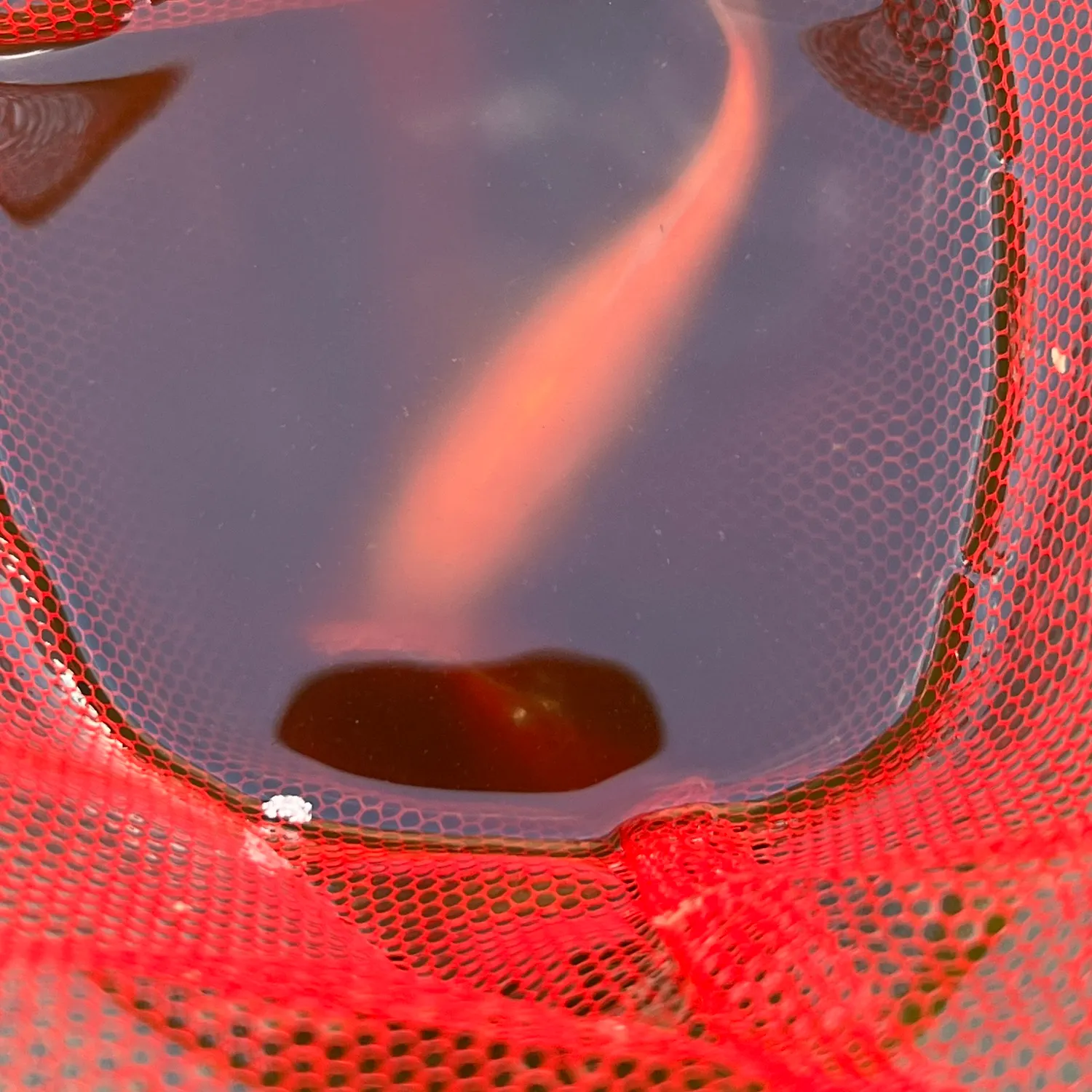 Fish caught on Fishbrain