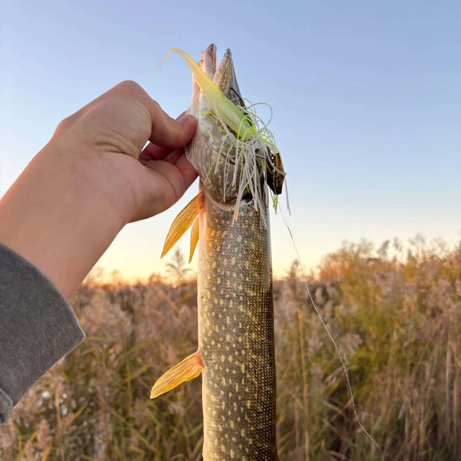 Northern pike caught on Fishbrain