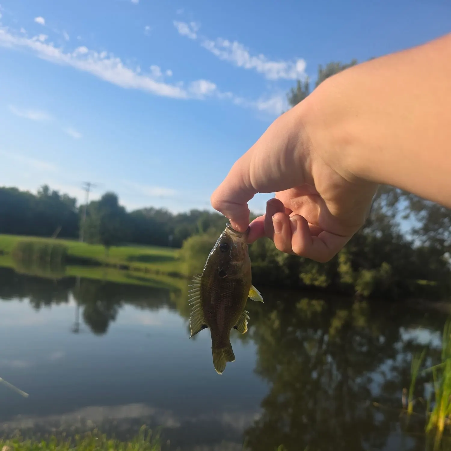 Bluegill caught on Fishbrain