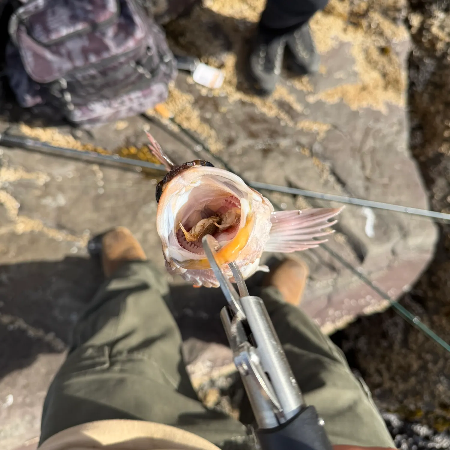 Copper rockfish caught on Fishbrain