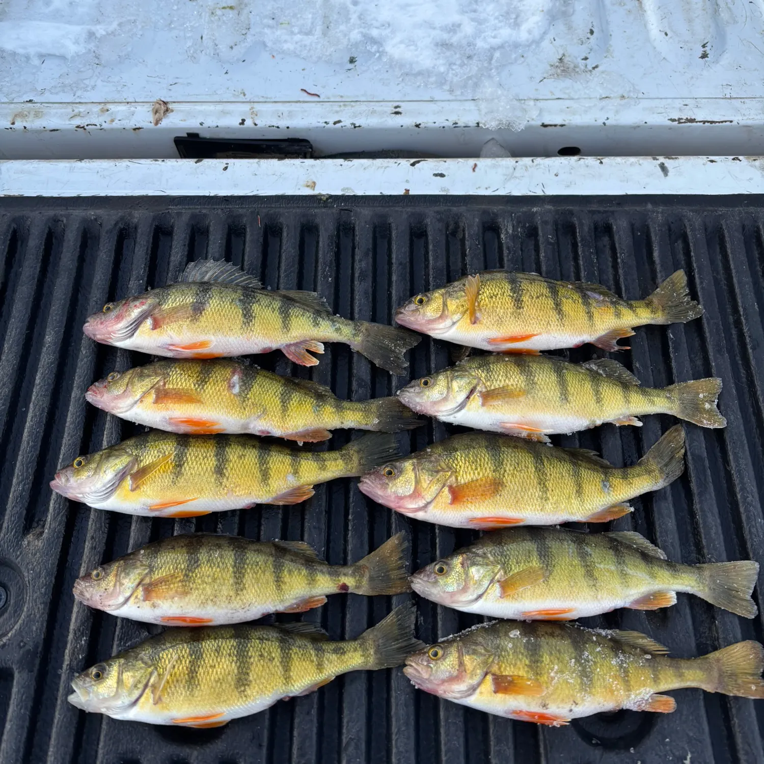 The most recent Yellow perch catches on Fishbrain