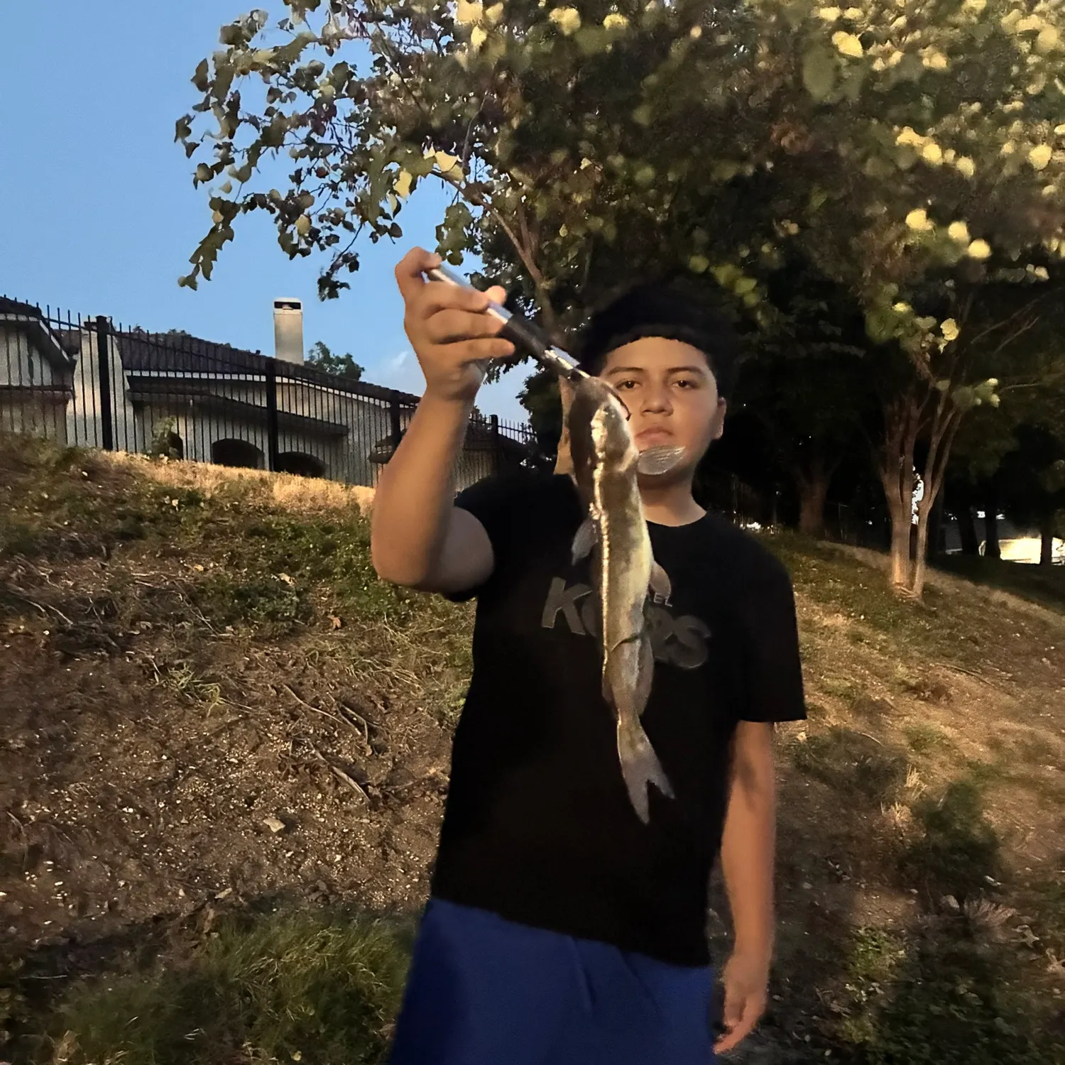Flathead catfish caught on Fishbrain