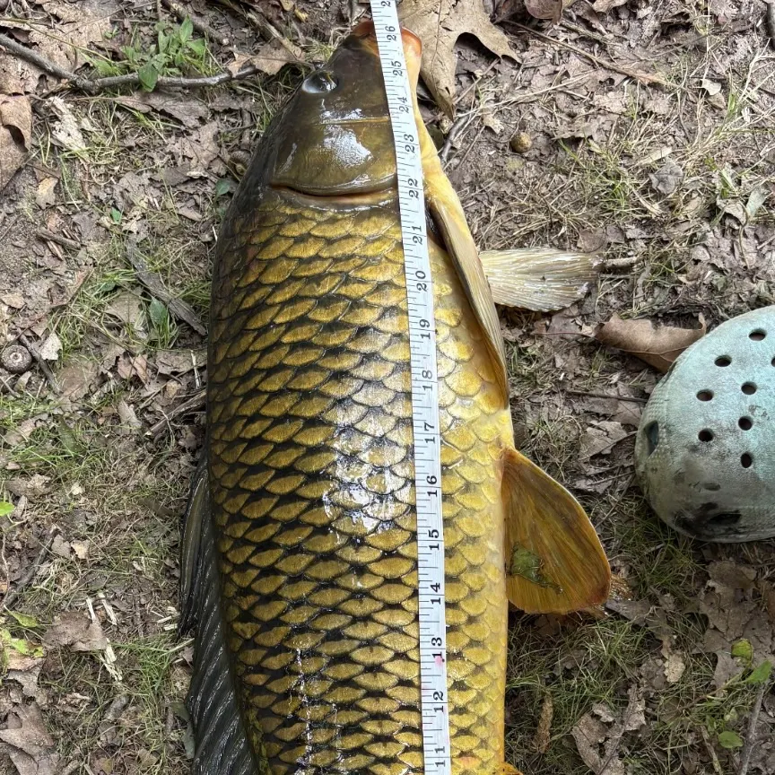 Common carp caught on Fishbrain