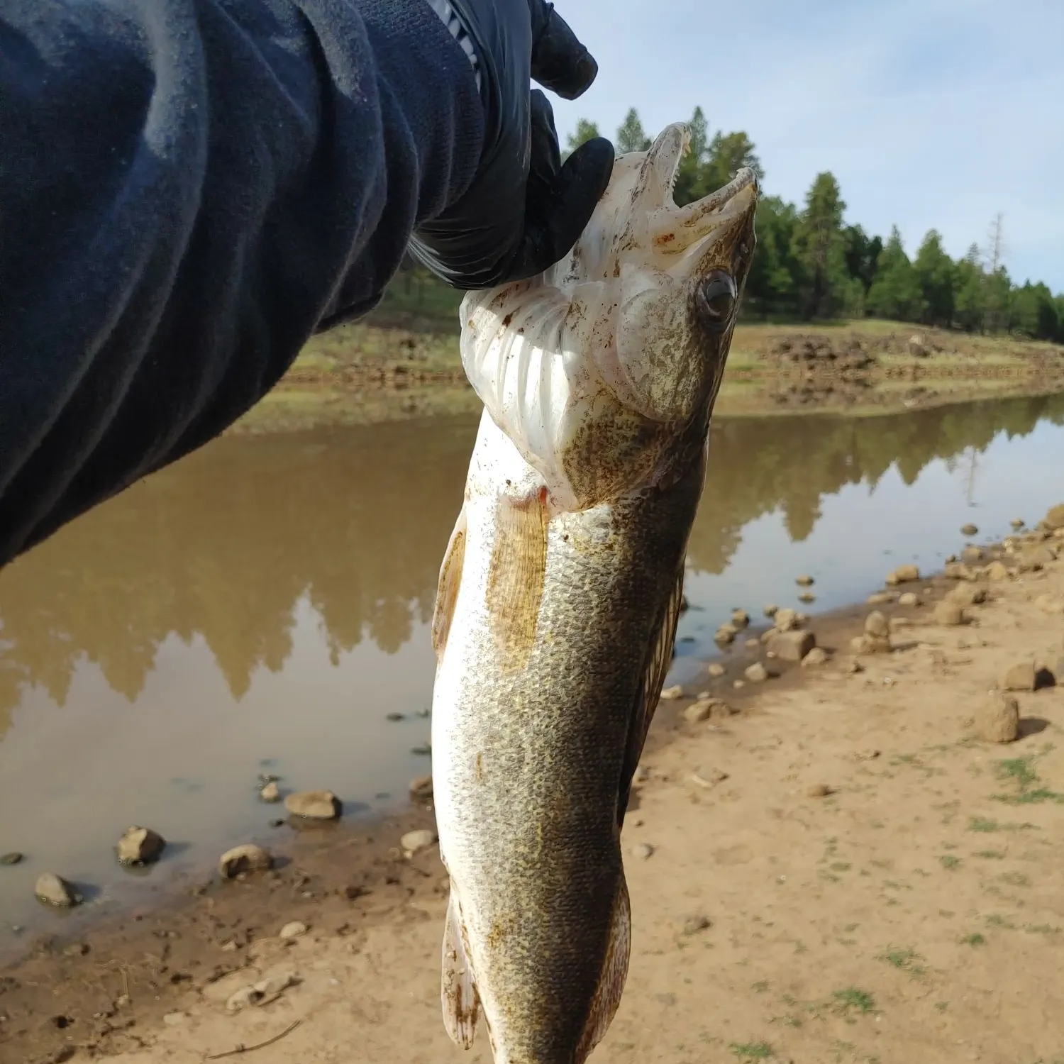 Walleye caught on Fishbrain