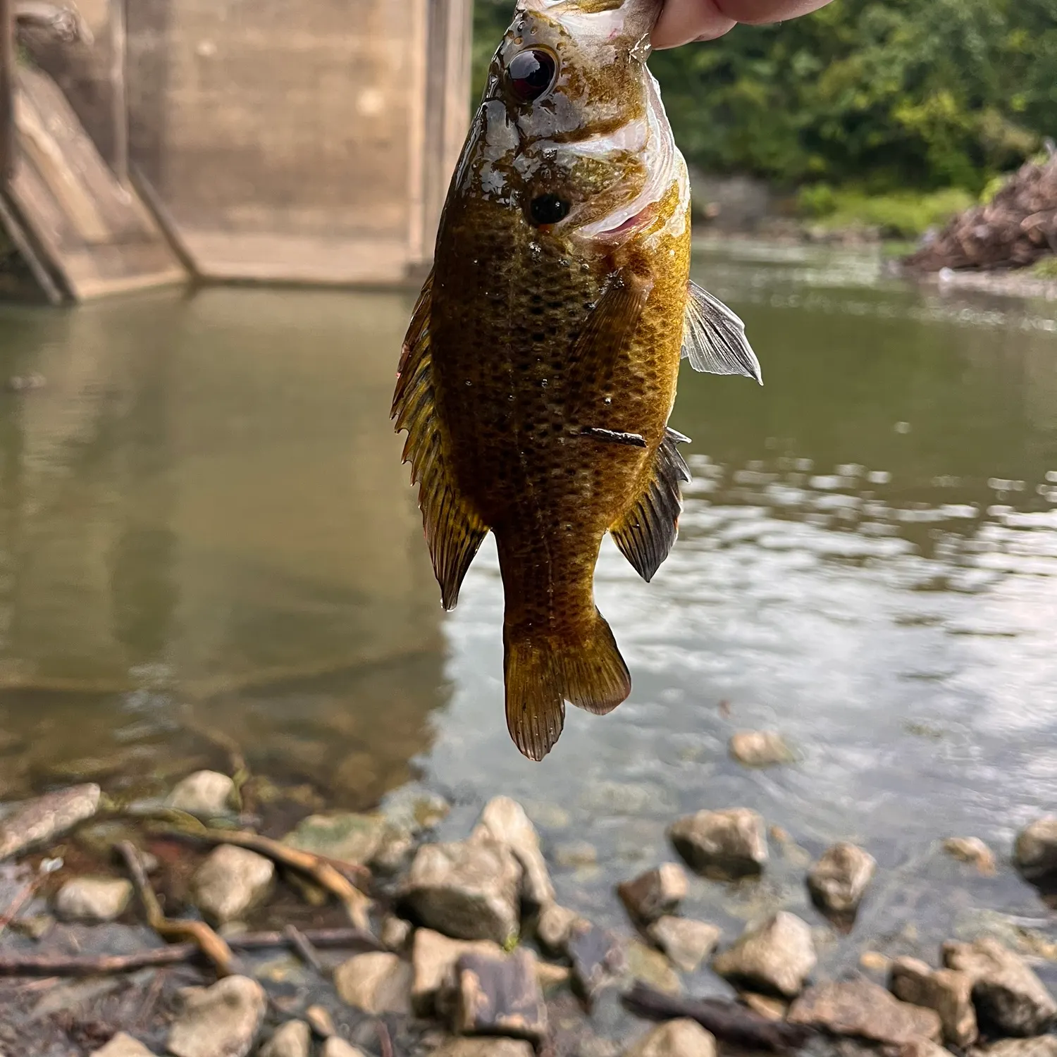 The most recent Rock bass catches on Fishbrain