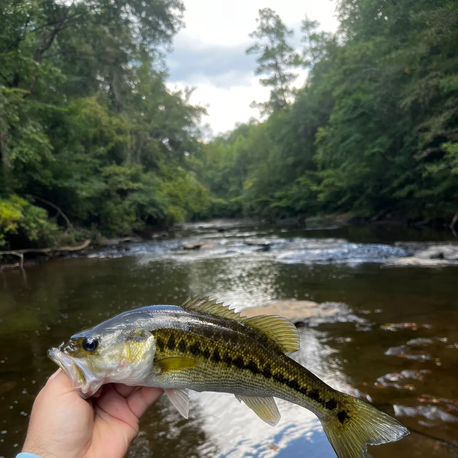 Spotted bass caught on Fishbrain