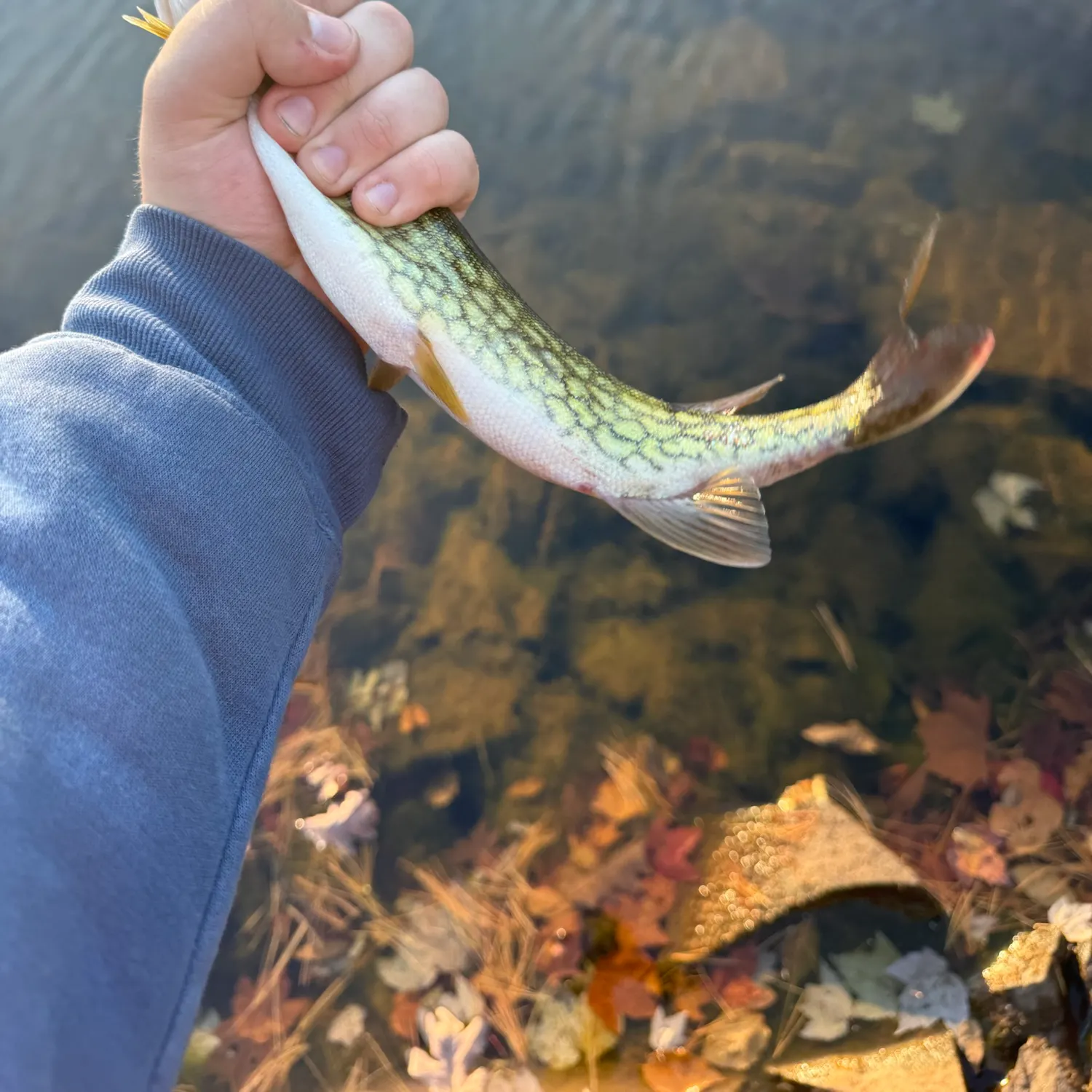 Chain pickerel caught on Fishbrain