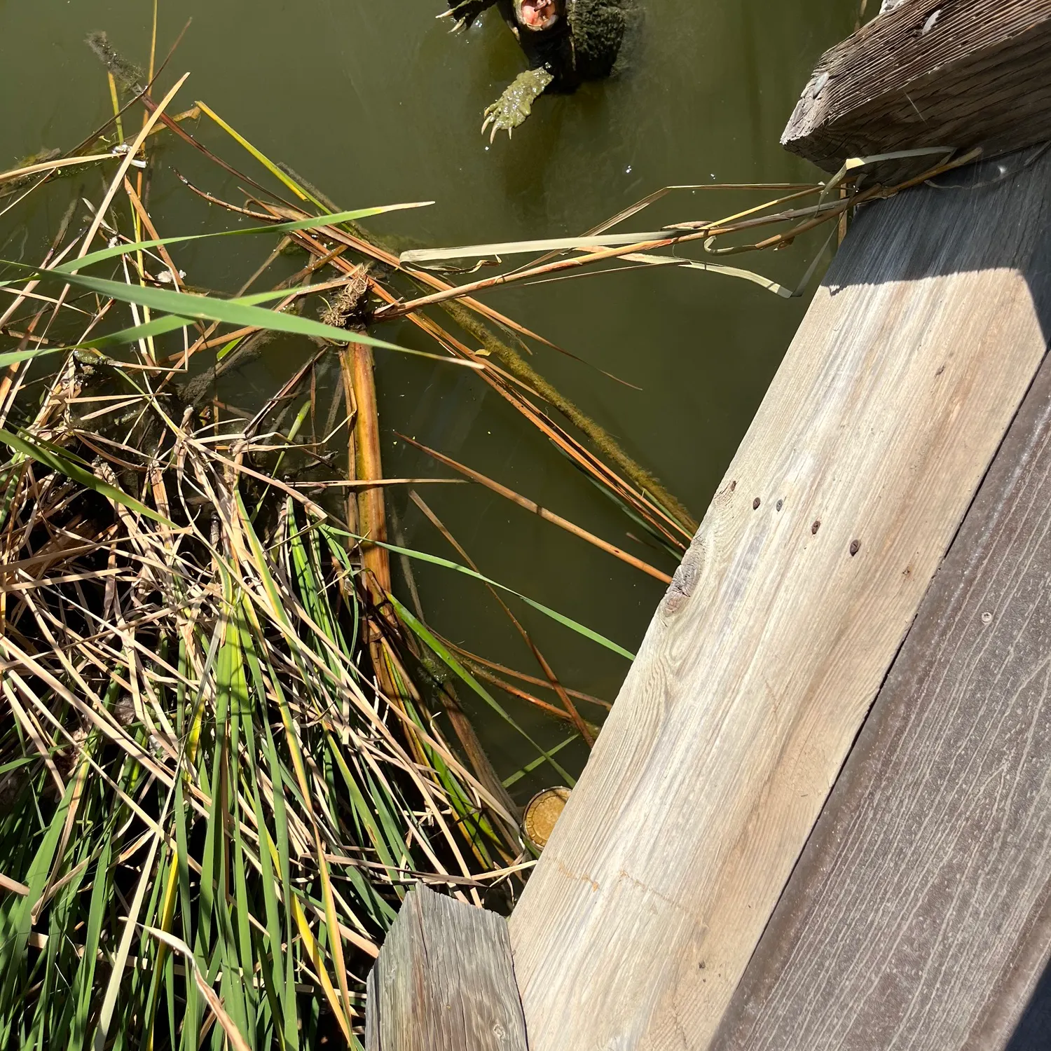 Common snapping turtle caught on Fishbrain