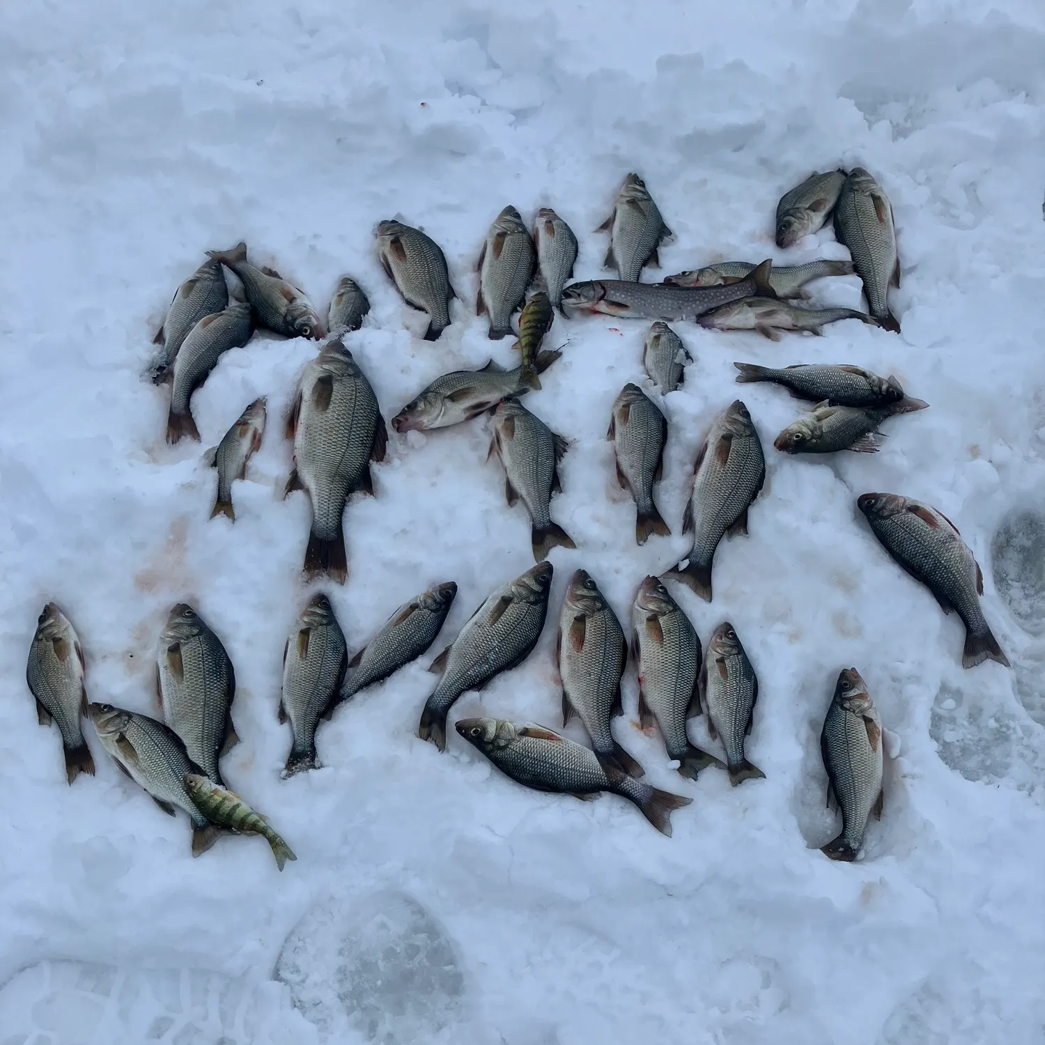 recently logged catches