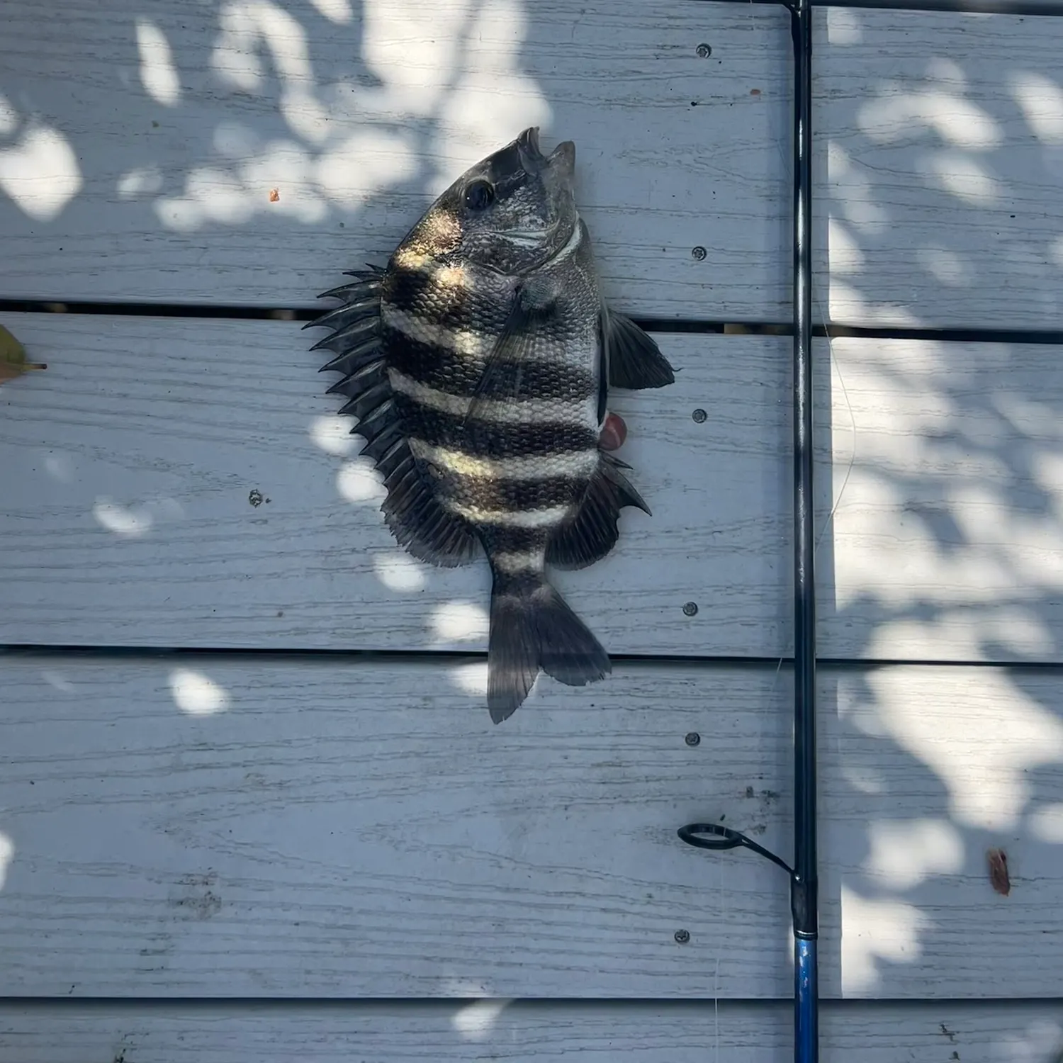 The most recent Sheepshead catches on Fishbrain