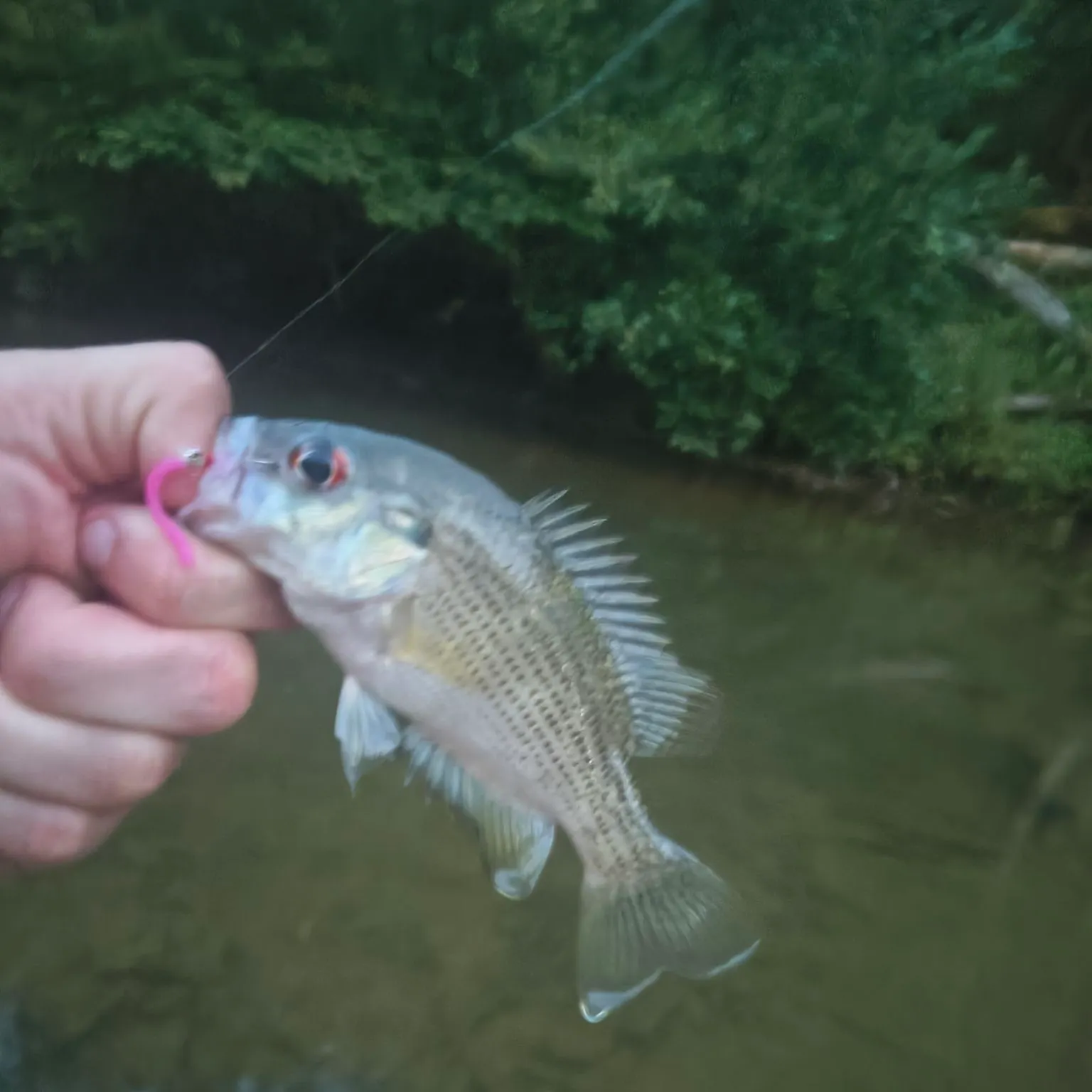 Redeye bass caught on Fishbrain