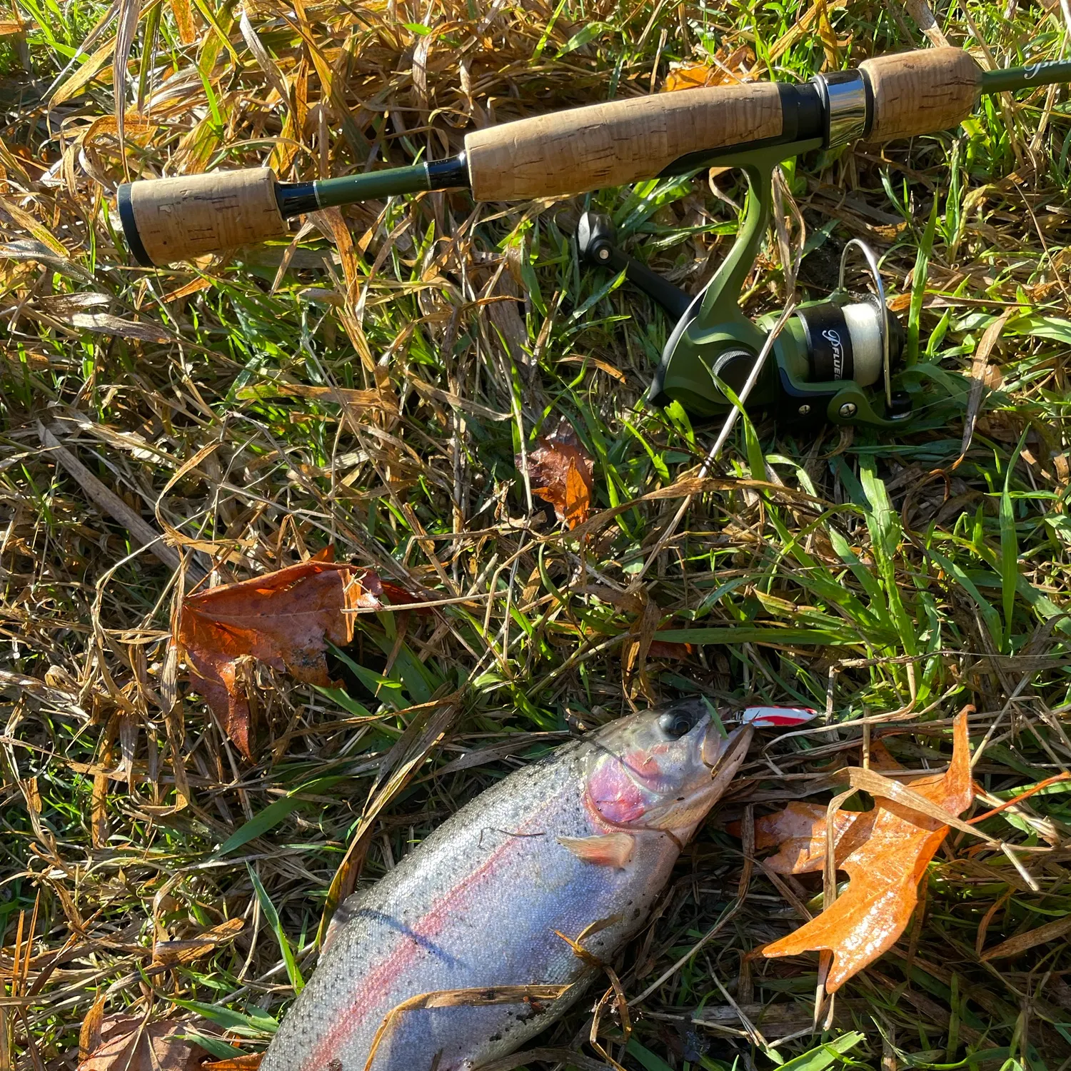 Rainbow trout caught on Fishbrain