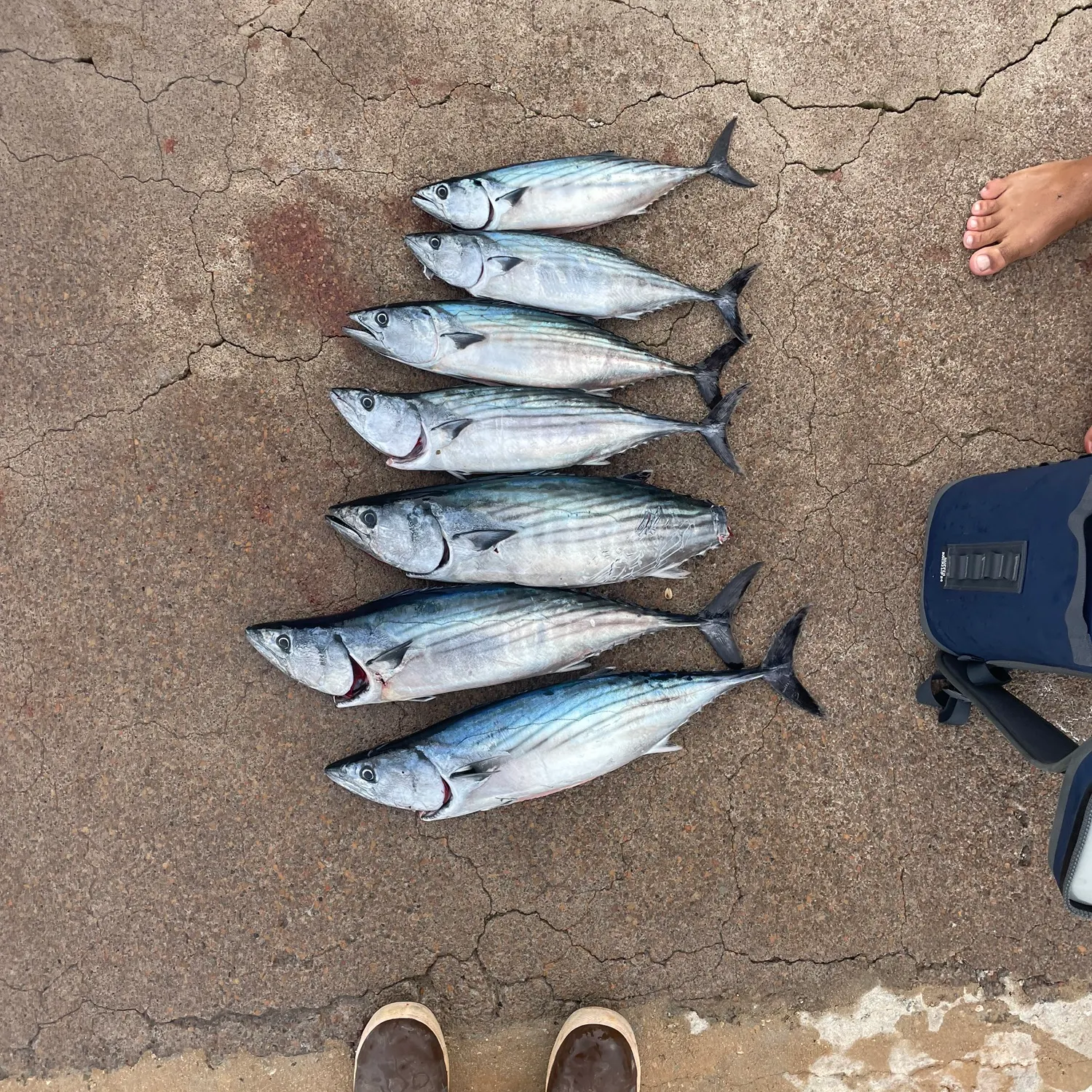 The most recent Skipjack tuna catches on Fishbrain