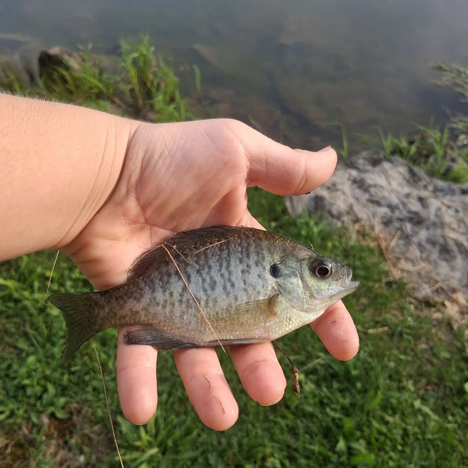Striped bass caught on Fishbrain