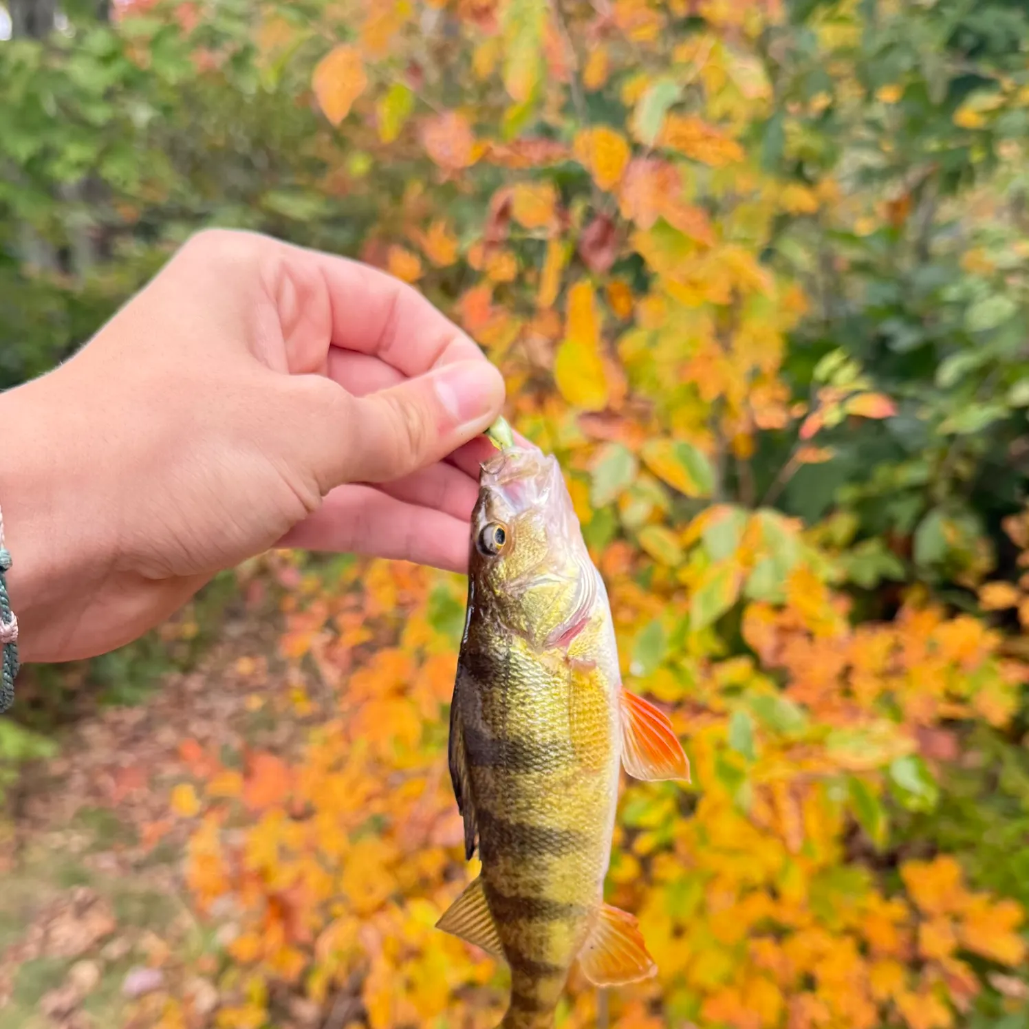 Yellow perch caught on Fishbrain