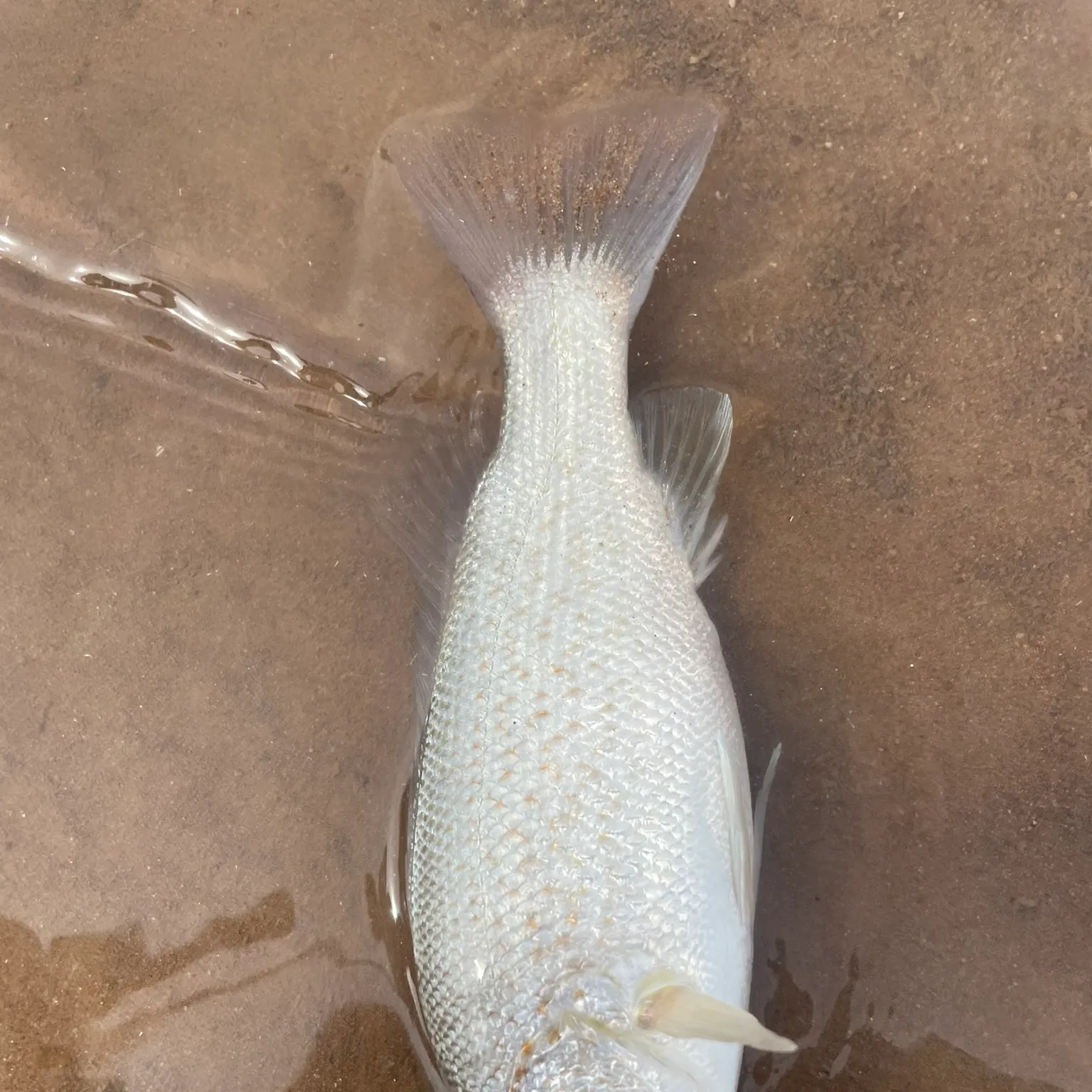 The most recent Spangled perch catches on Fishbrain