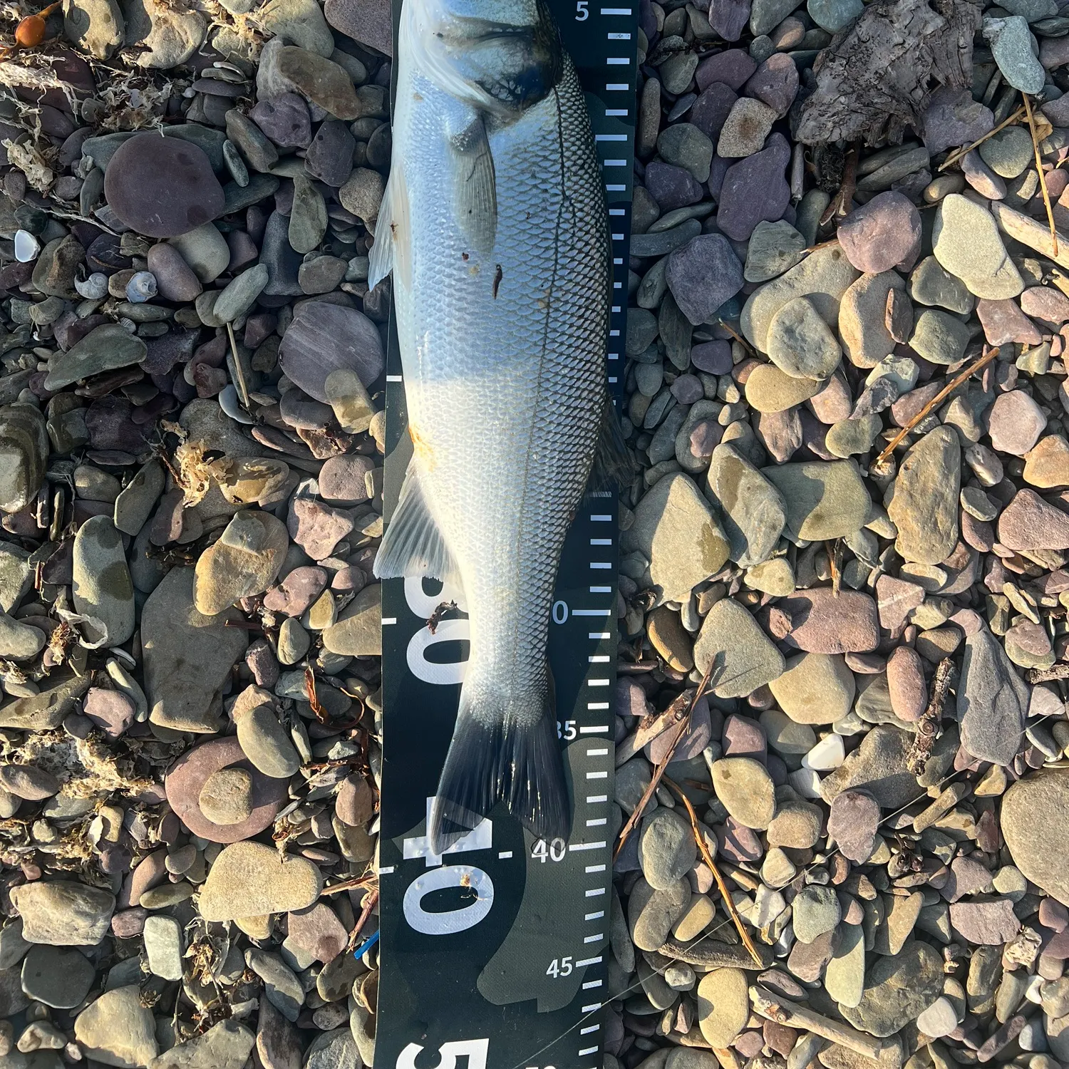 European seabass caught on Fishbrain