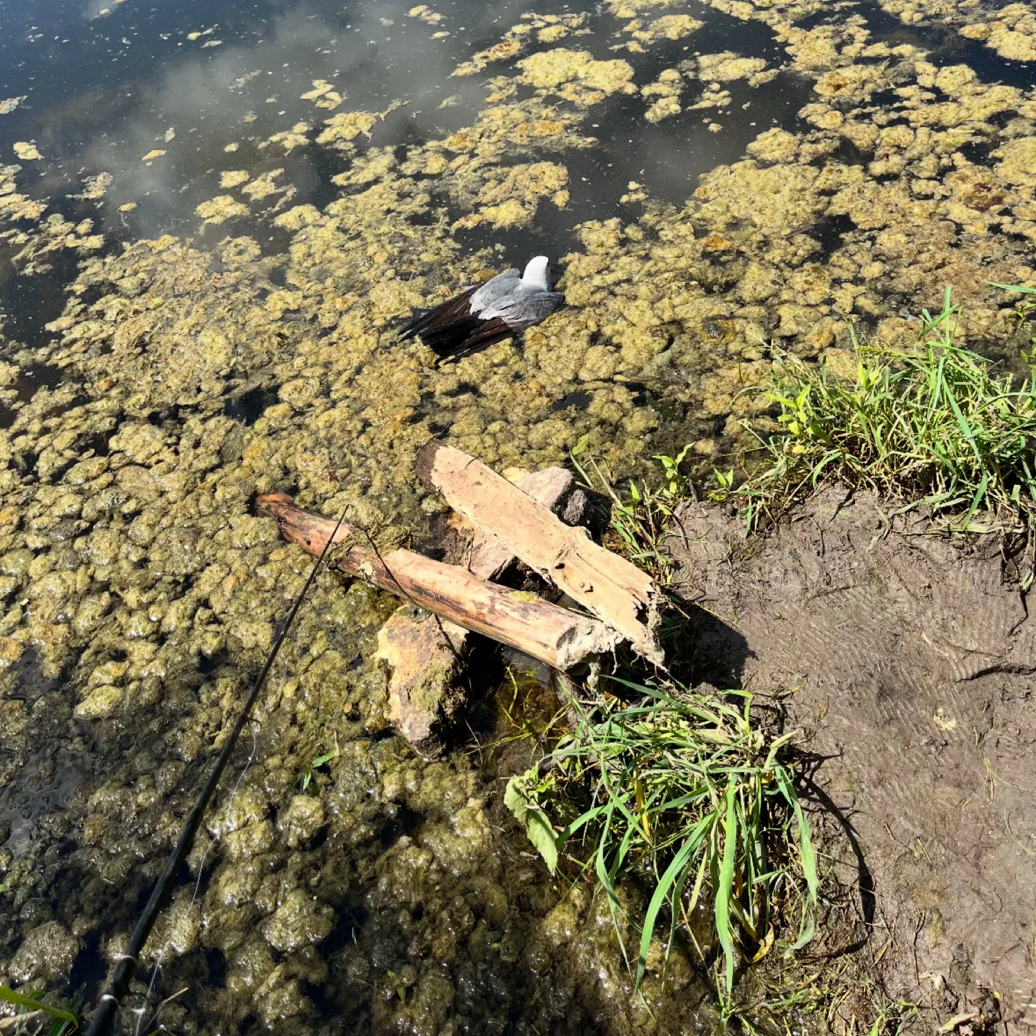 angler catch