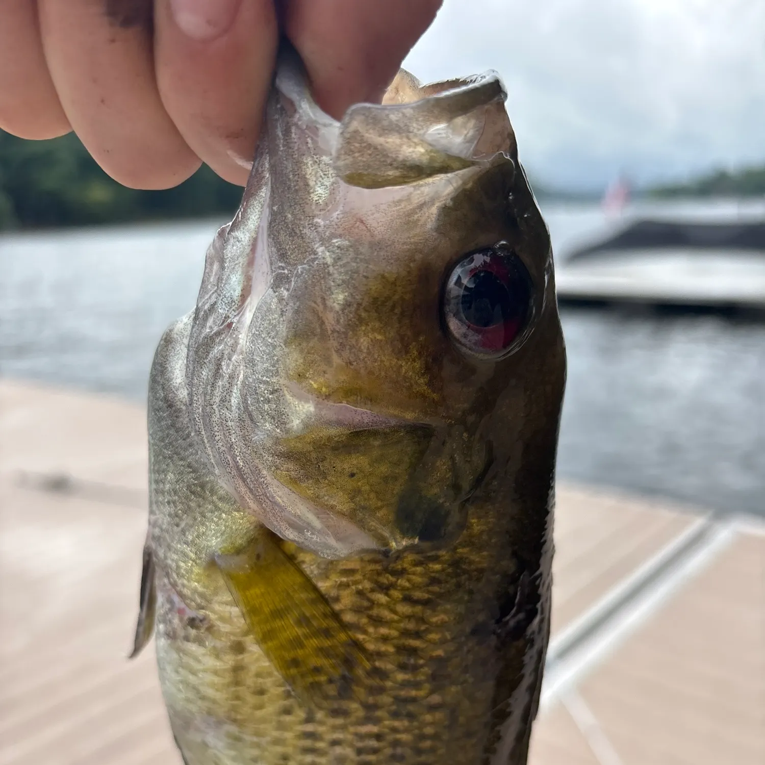 Fish caught on Fishbrain