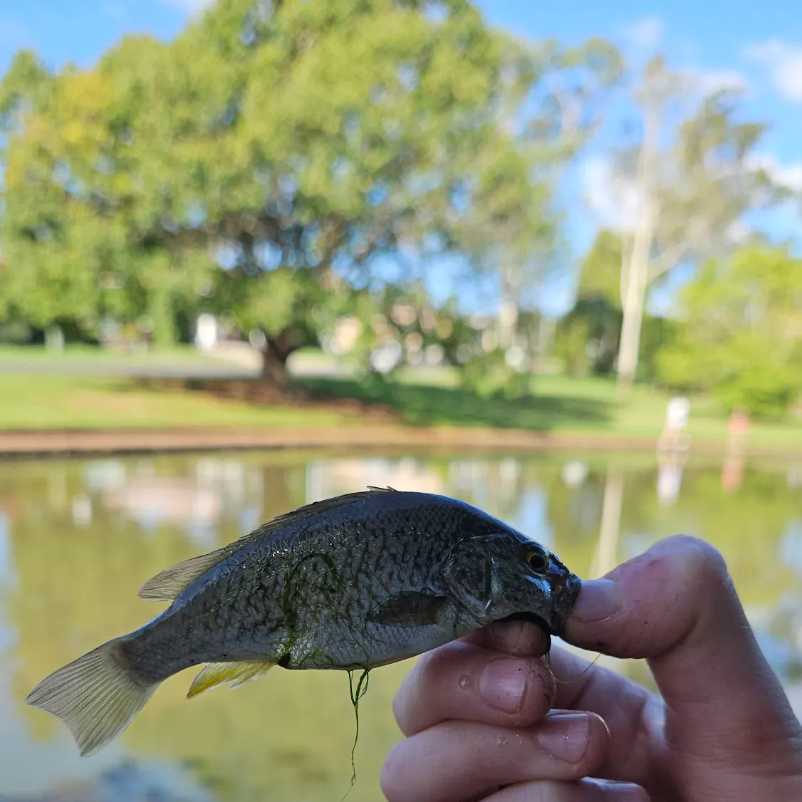 The most recent Spangled perch catches on Fishbrain