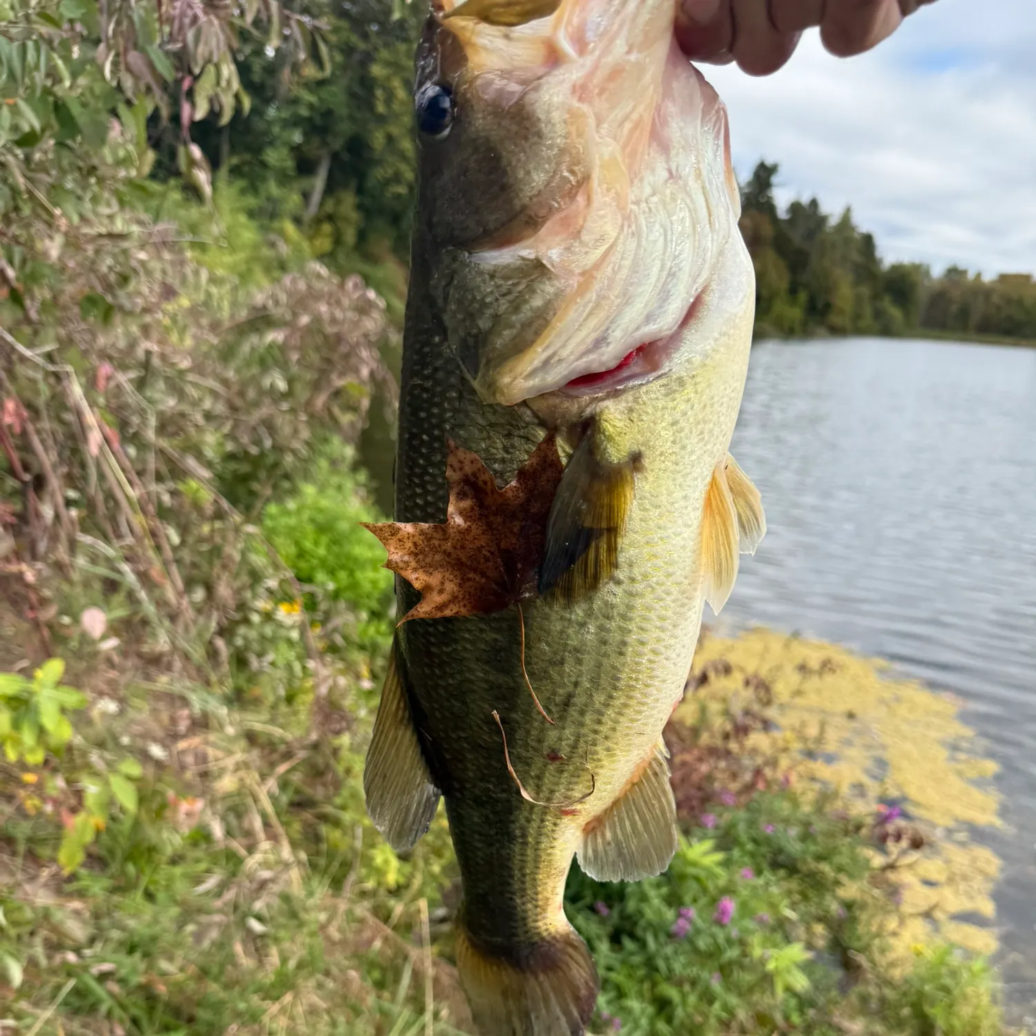 Fishing in Rochester, NY (United States) ️️️️ Find Spots, Species & Tips