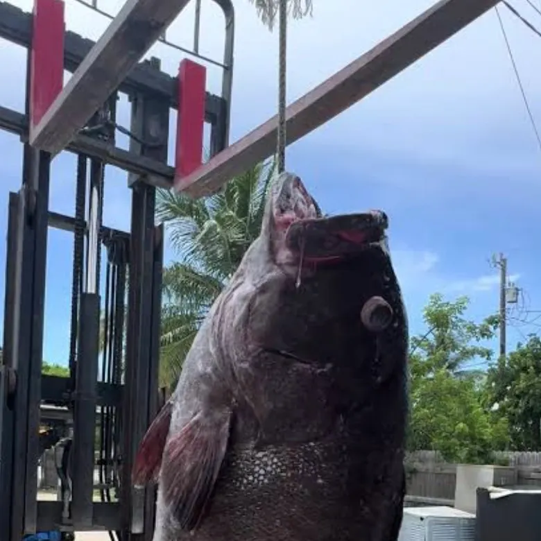 The most recent Atlantic goliath grouper catches on Fishbrain