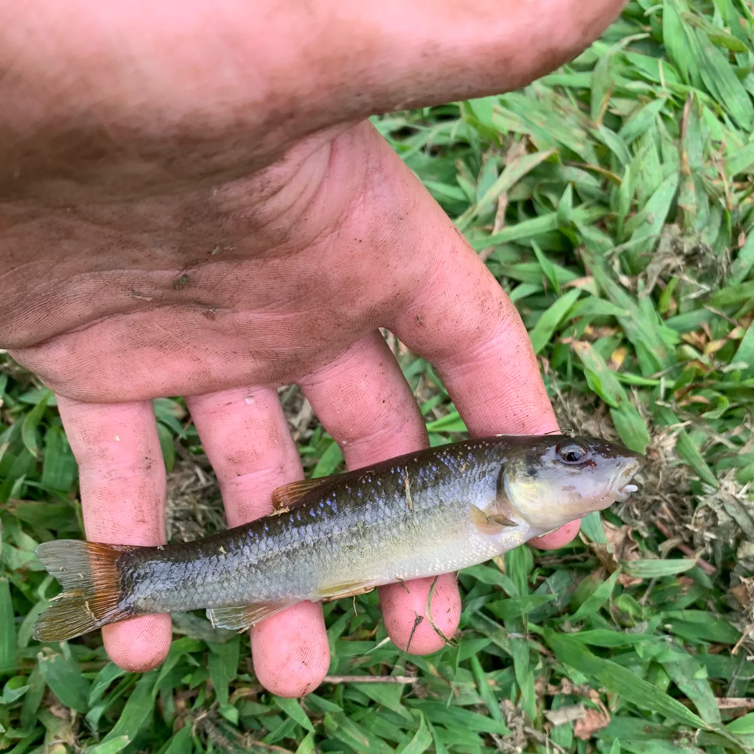 The most recent Cutlips minnow catches on Fishbrain