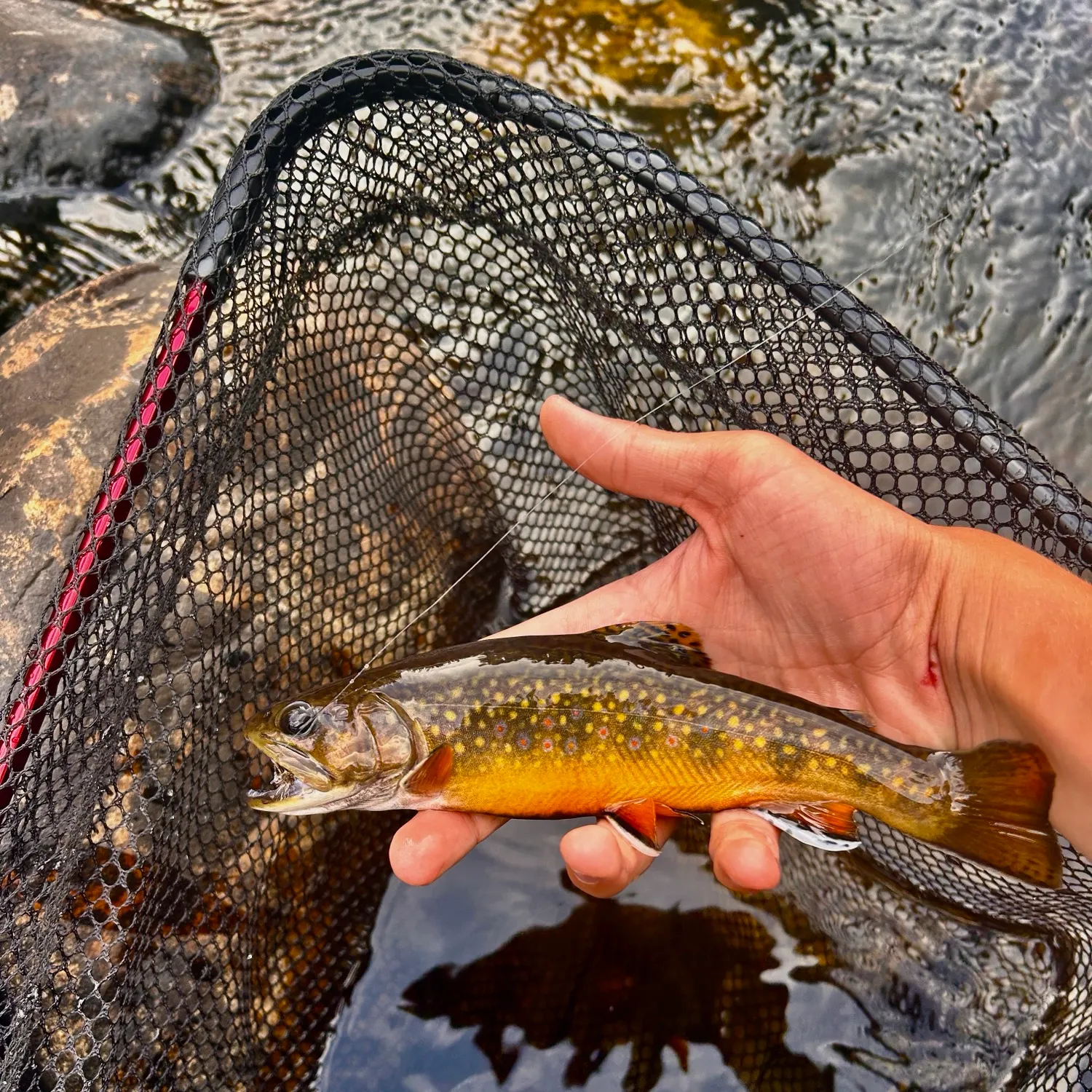 Brook trout caught on Fishbrain