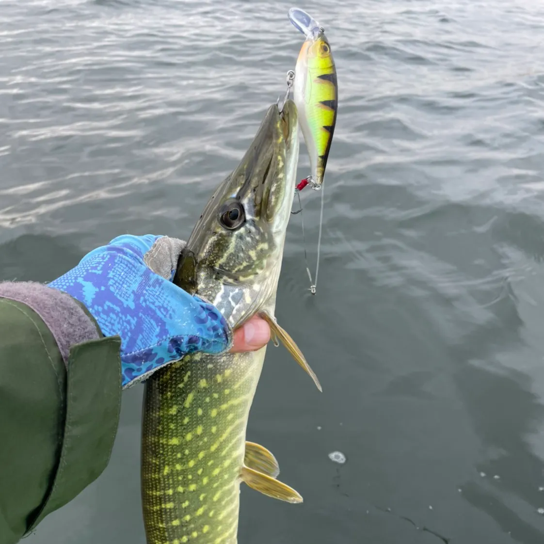 Northern pike caught on Fishbrain