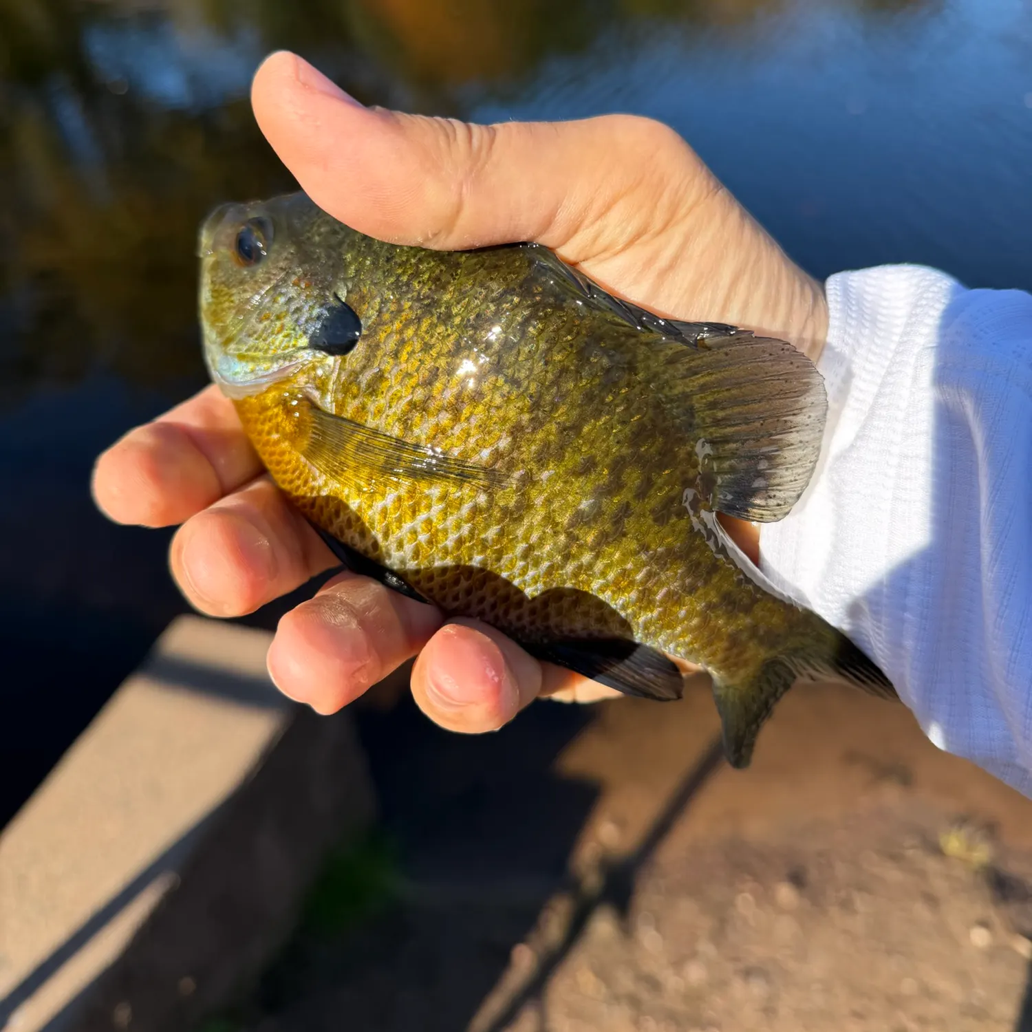 Bluegill caught on Fishbrain