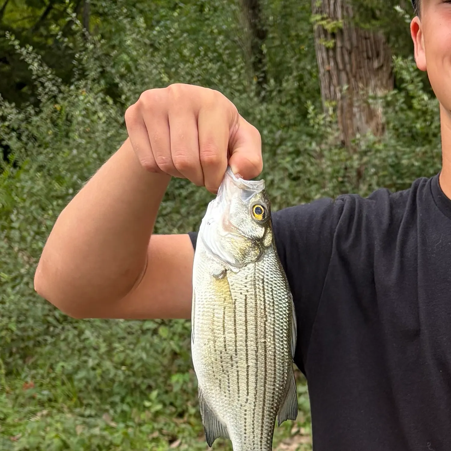 White bass caught on Fishbrain
