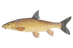 Common barbel