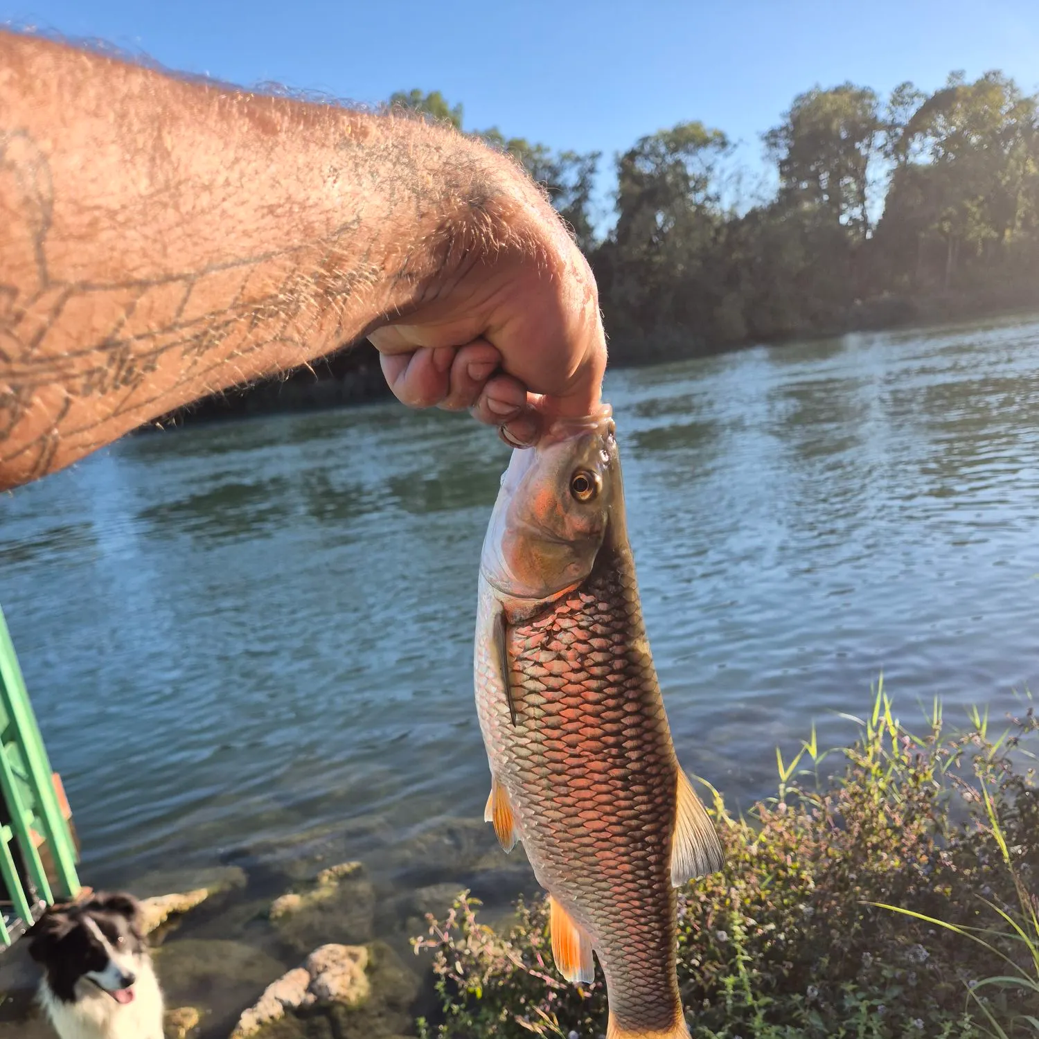 European chub caught on Fishbrain
