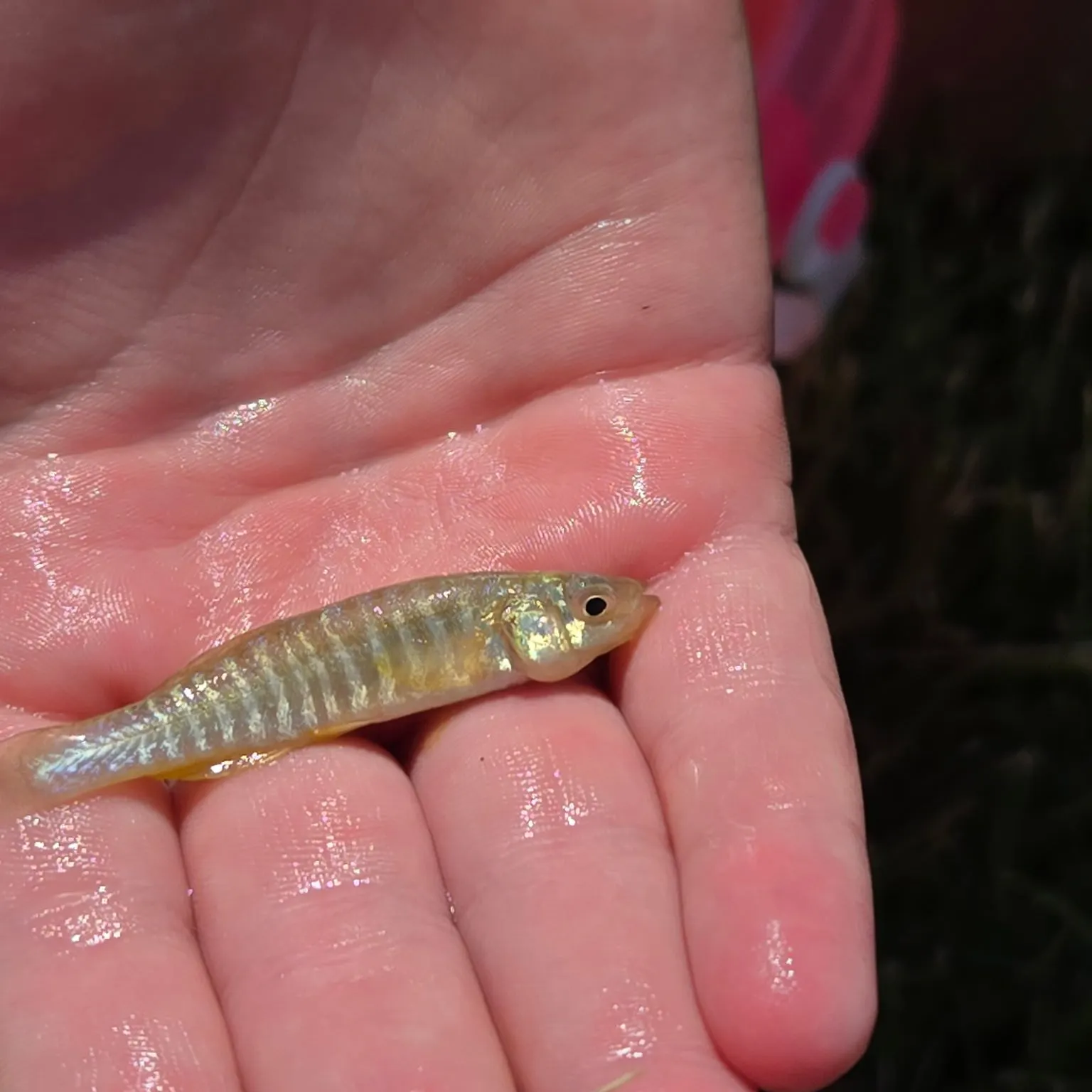 The most recent Banded killifish catches on Fishbrain