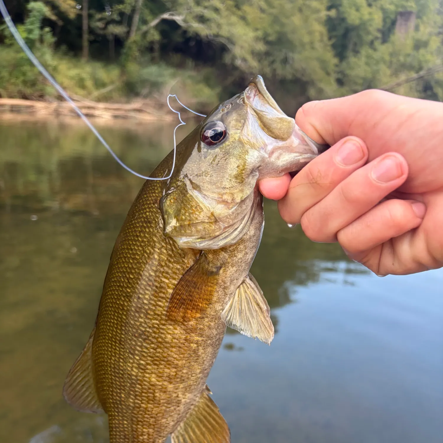 Smallmouth bass caught on Fishbrain