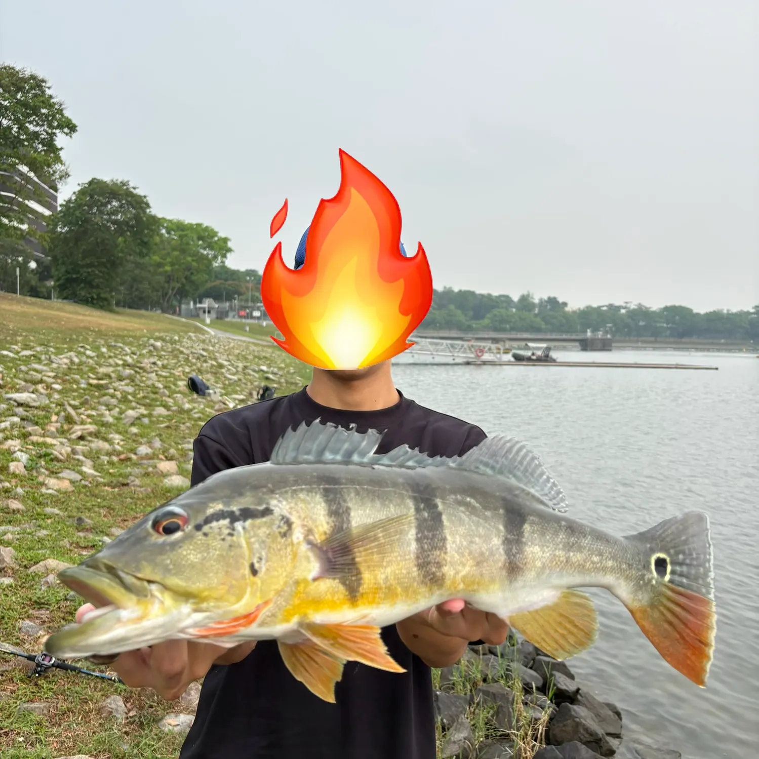 Speckled peacock bass caught on Fishbrain