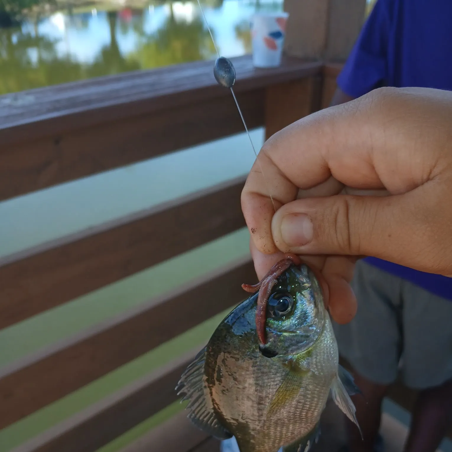 Bluegill caught on Fishbrain