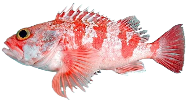 Blackbelly rosefish