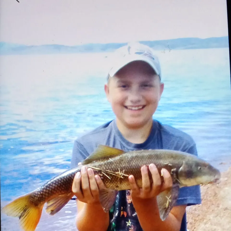 The most recent Utah sucker catches on Fishbrain
