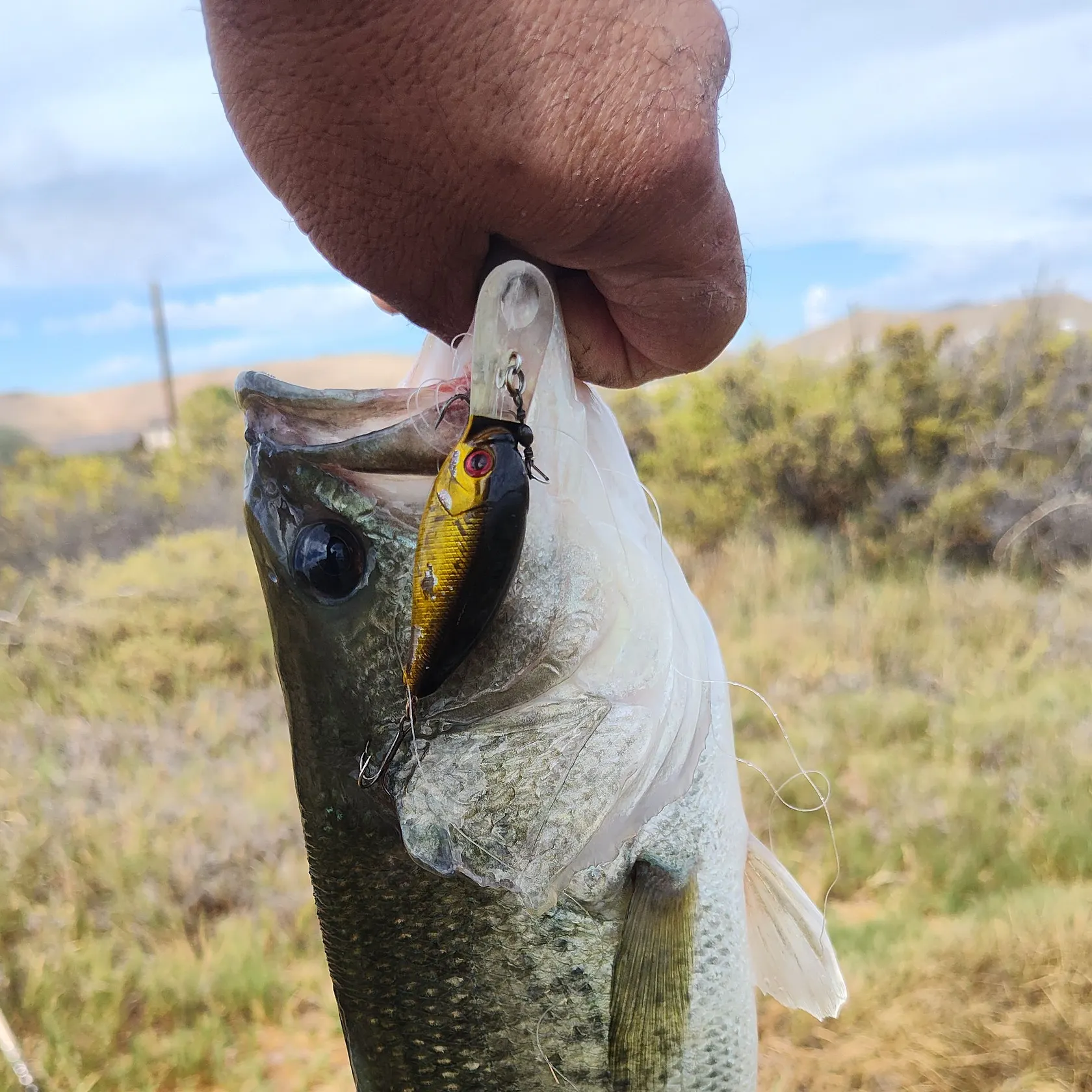 Largemouth bass caught on Fishbrain