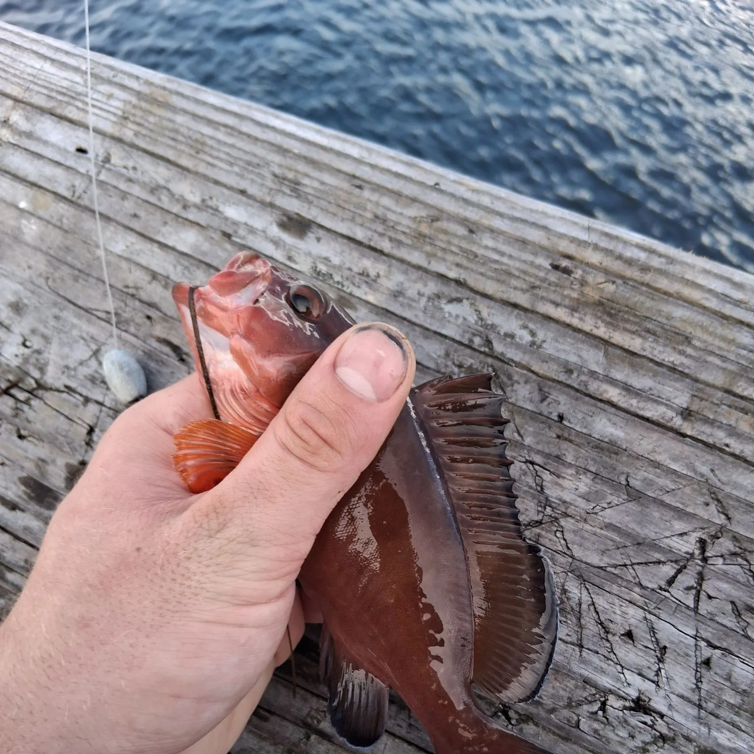 The most recent Red grouper catches on Fishbrain
