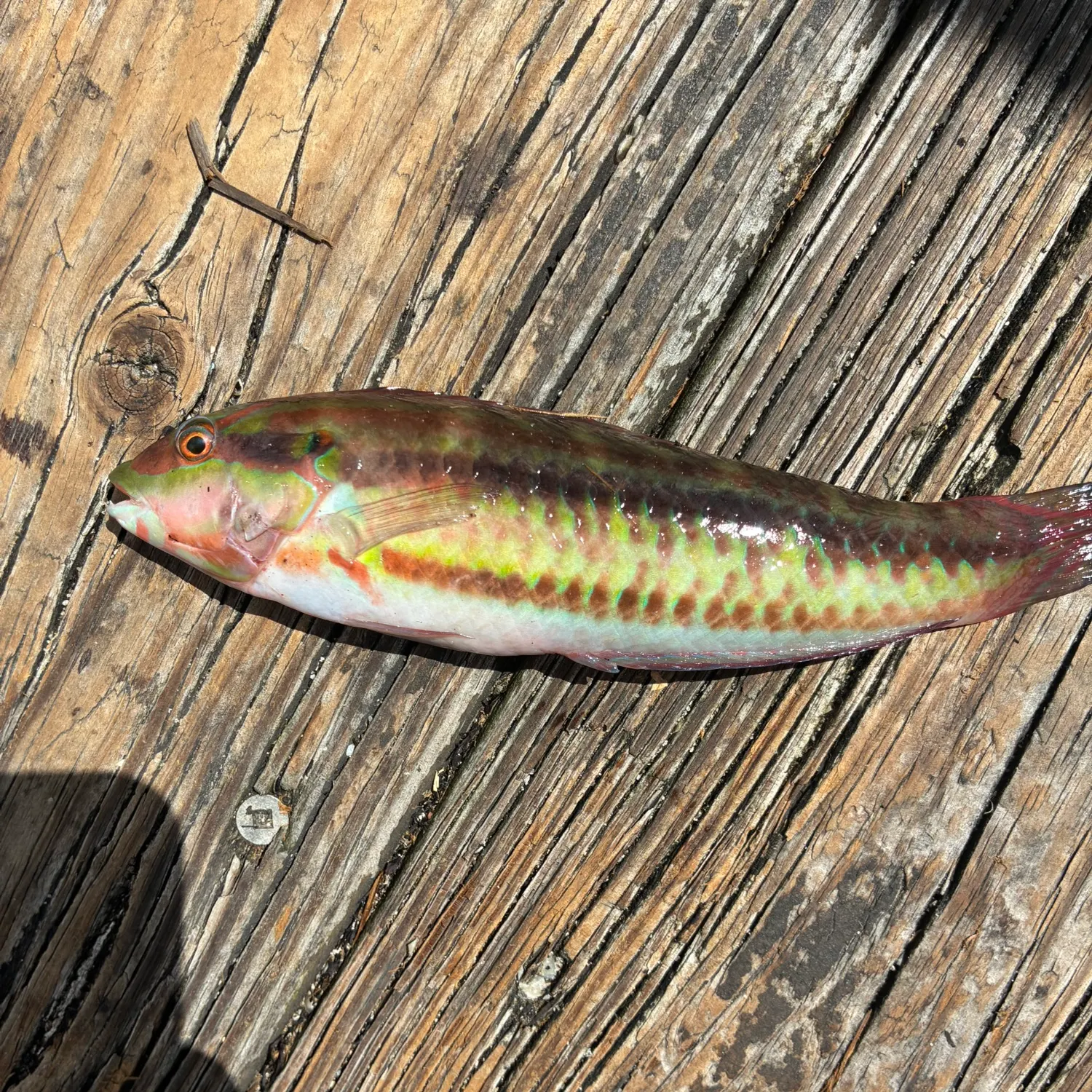 The most recent Christmas wrasse catches on Fishbrain