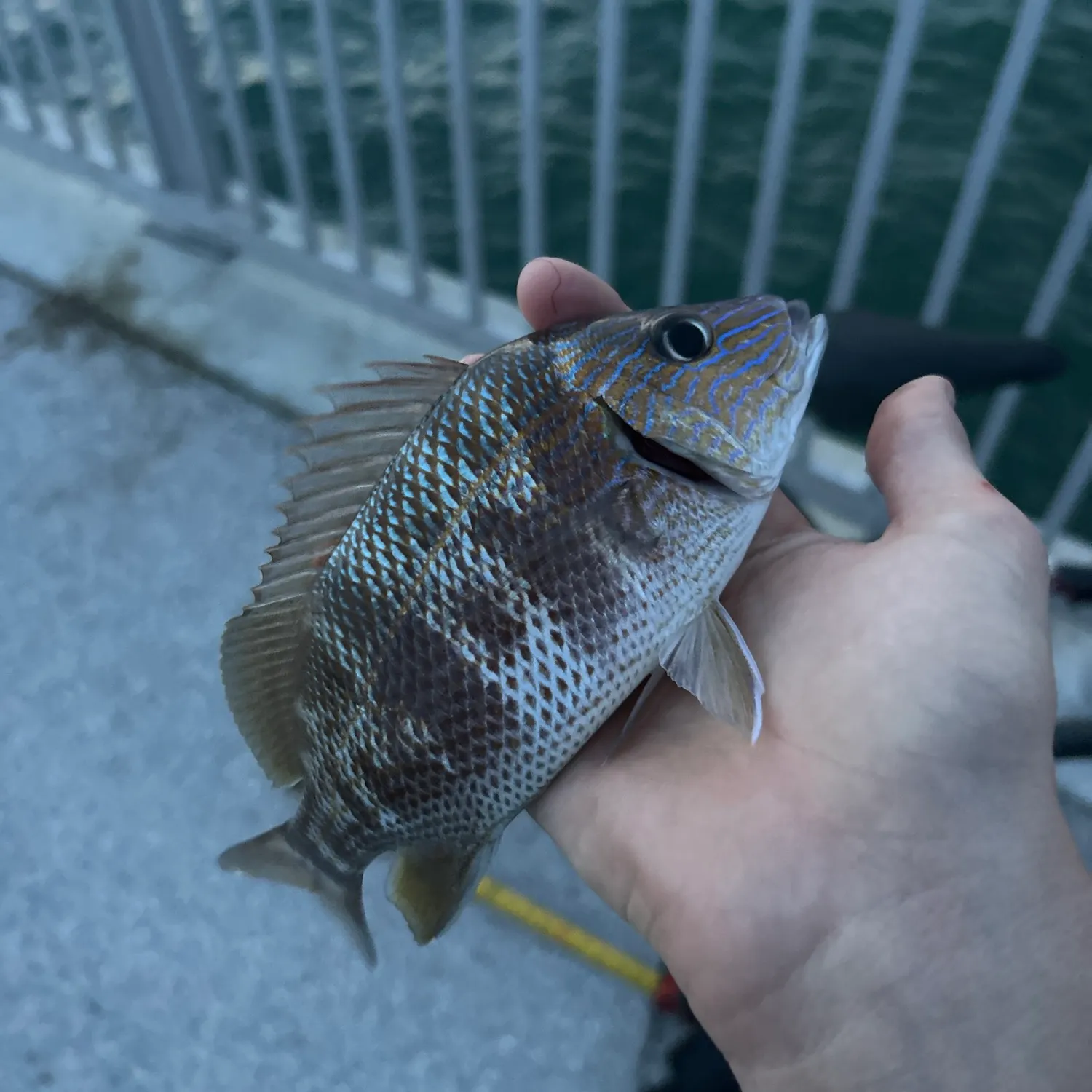 The most recent White grunt catches on Fishbrain