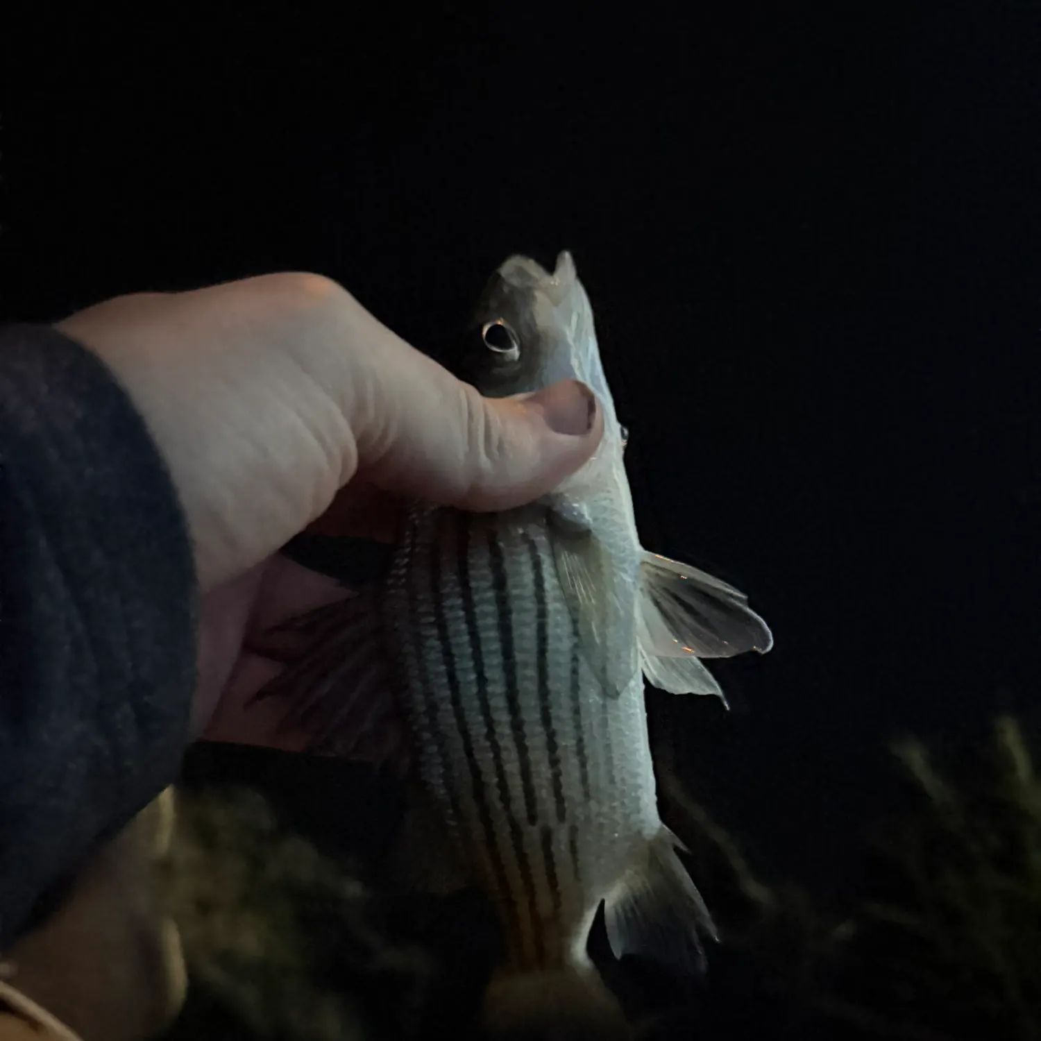 Yellow bass caught on Fishbrain