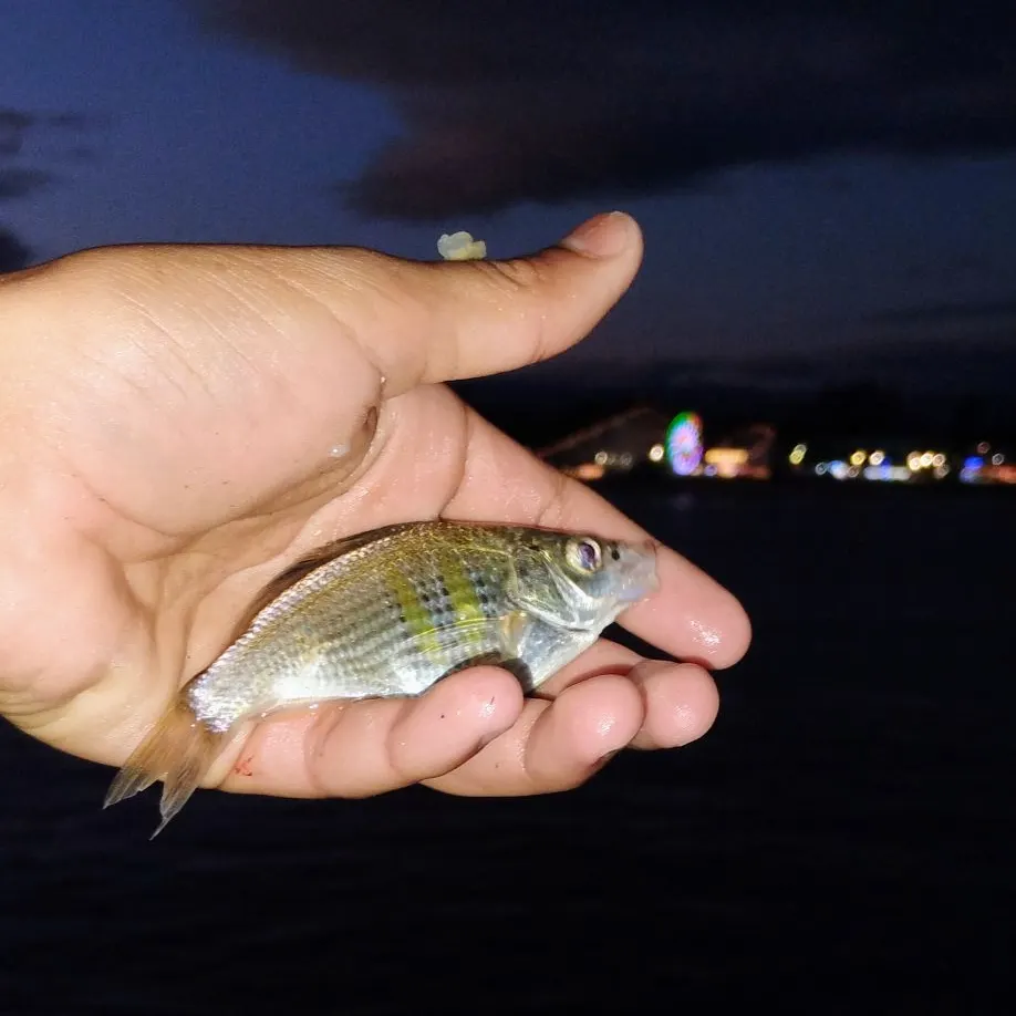 The most recent White seaperch catches on Fishbrain